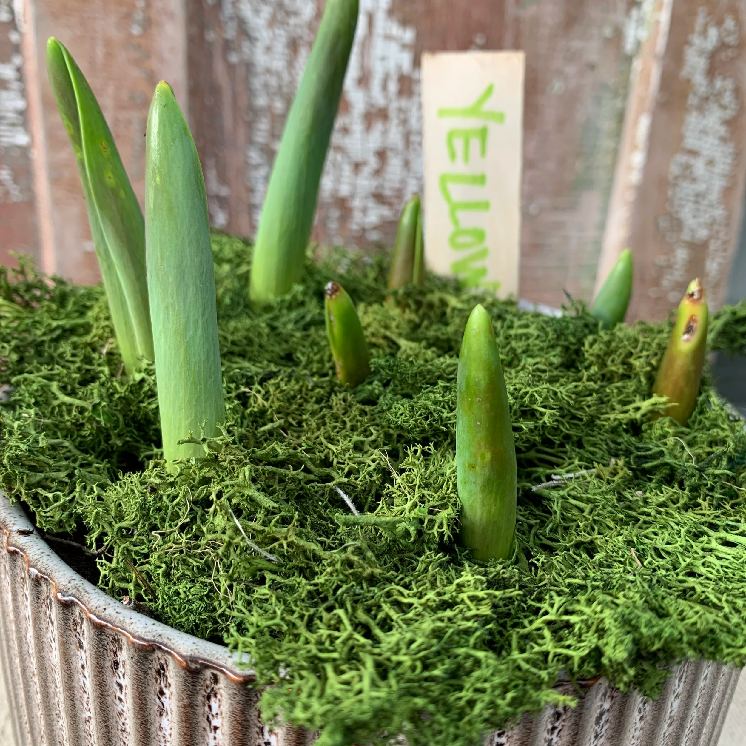 Potted tulips beginning to sprout in the winter