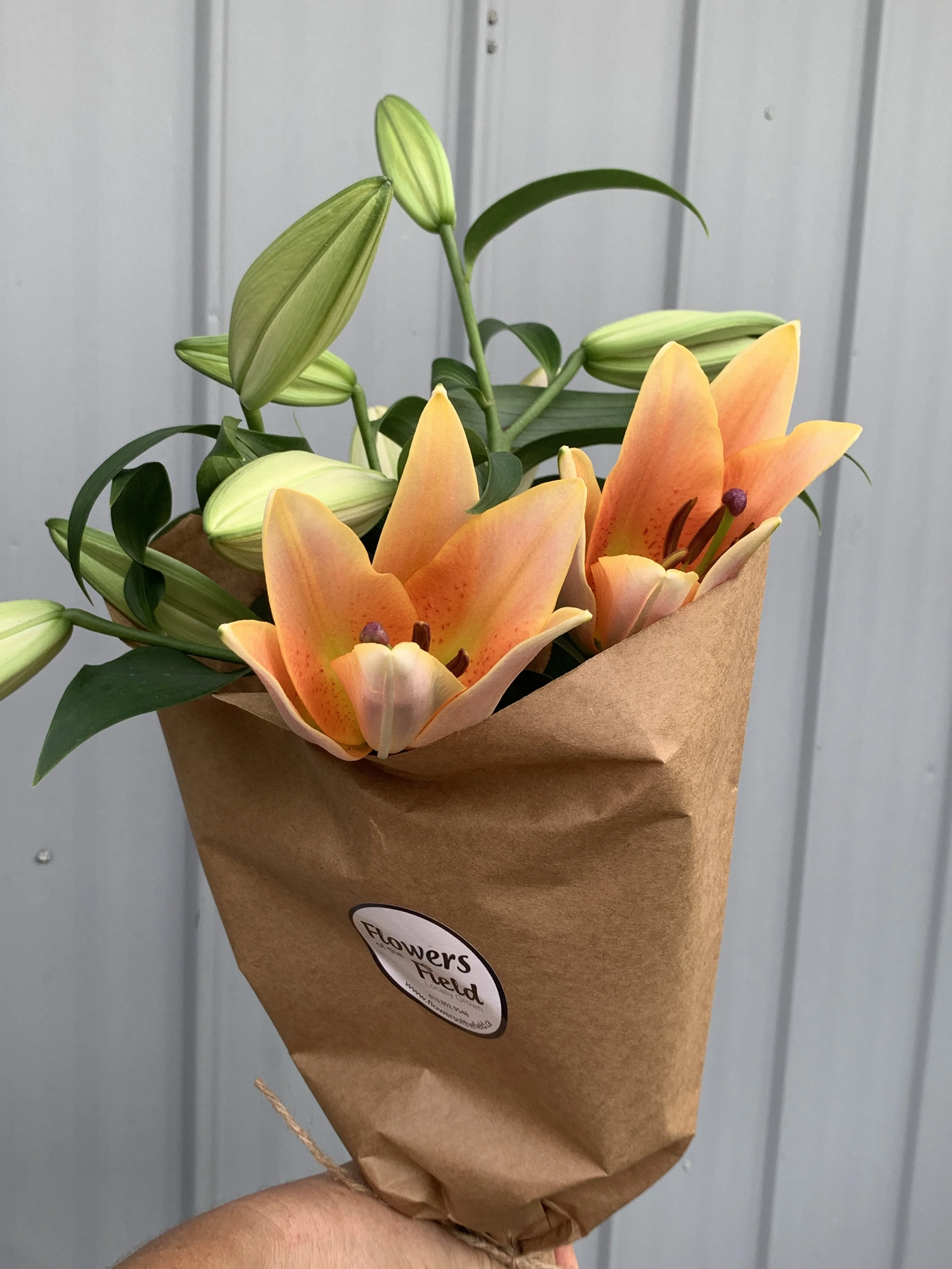 Lily Bunch- Salmon