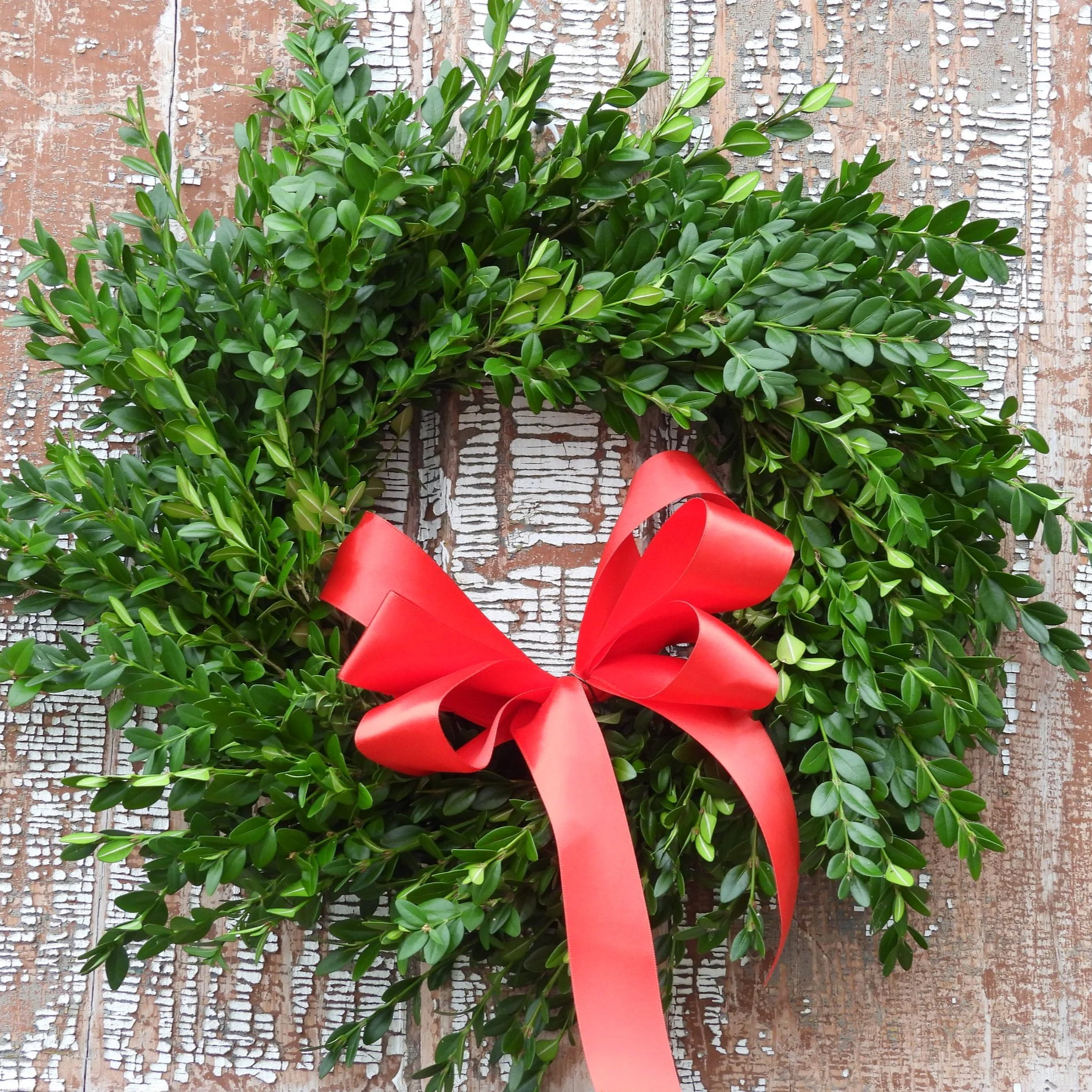 Boxwood+plain+wreath+red+ribbon+.png