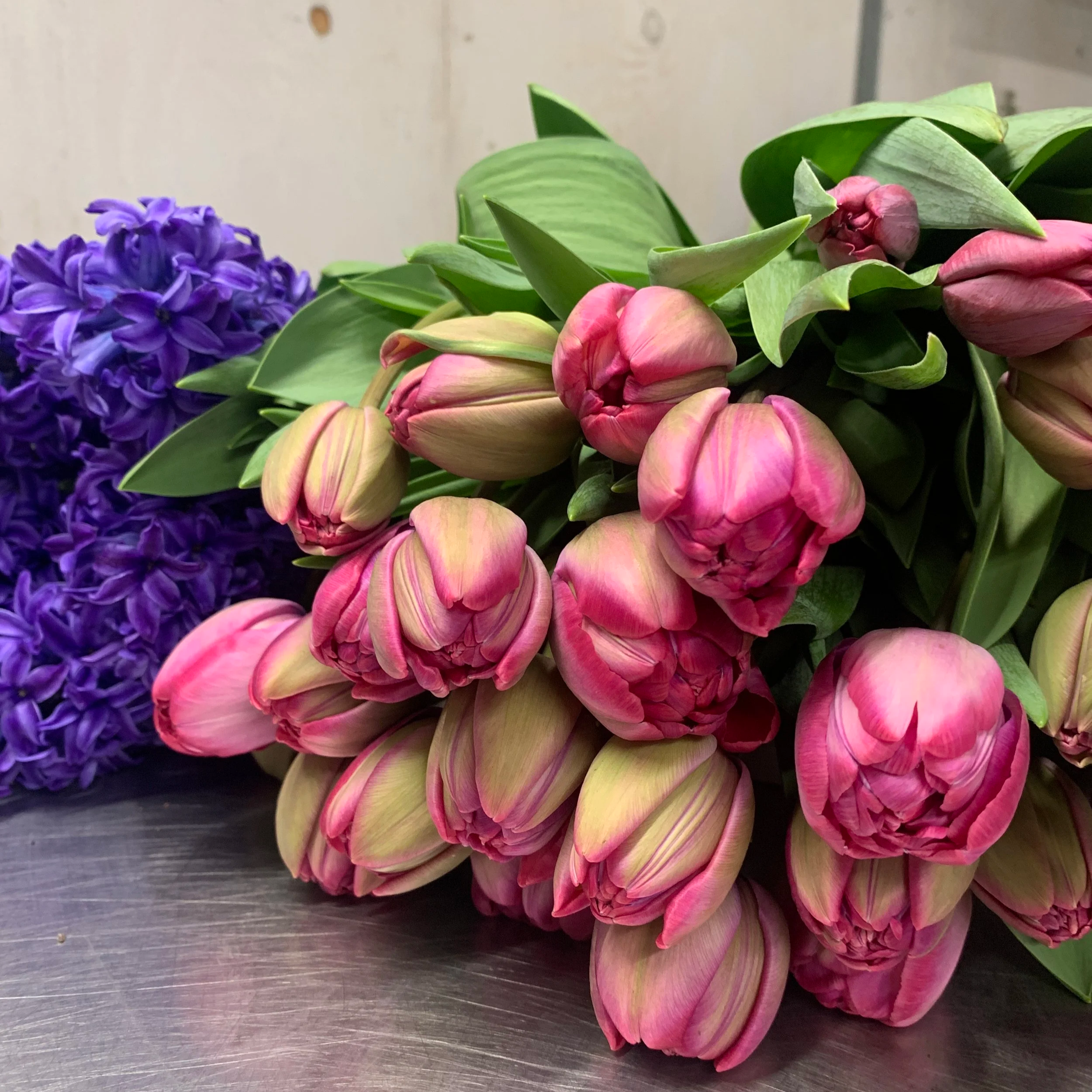 Forced tulips and hyacinths ready for bunching