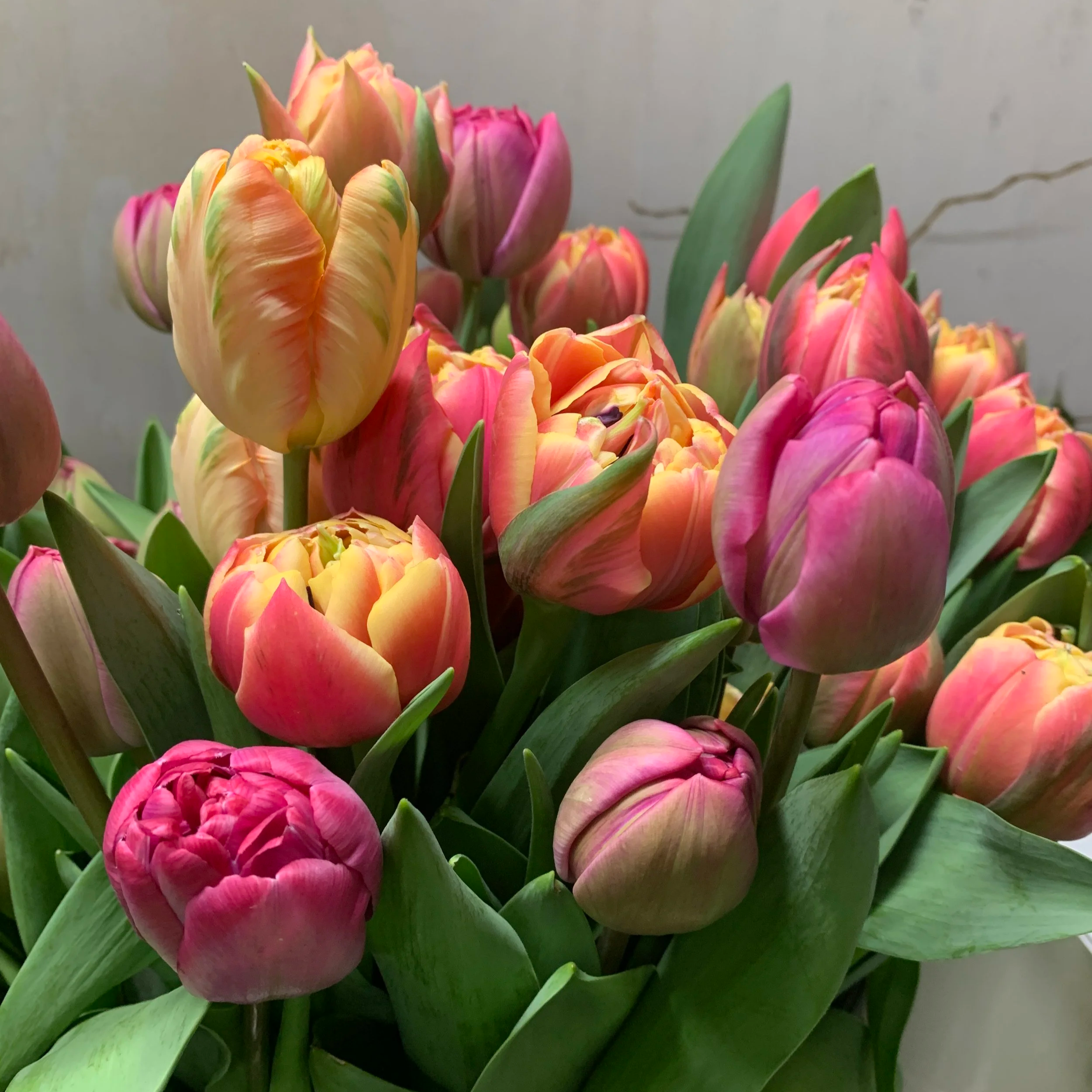 Double tulips in magenta and soft orange