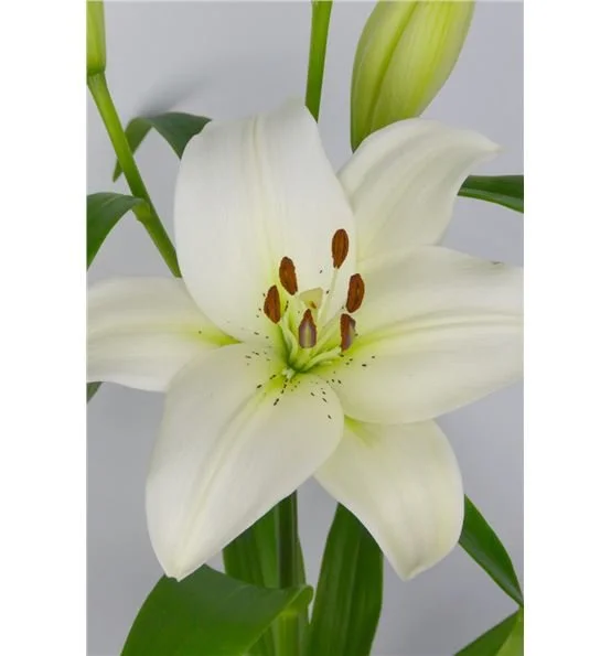 Lily LA Nova Scotia.jpg