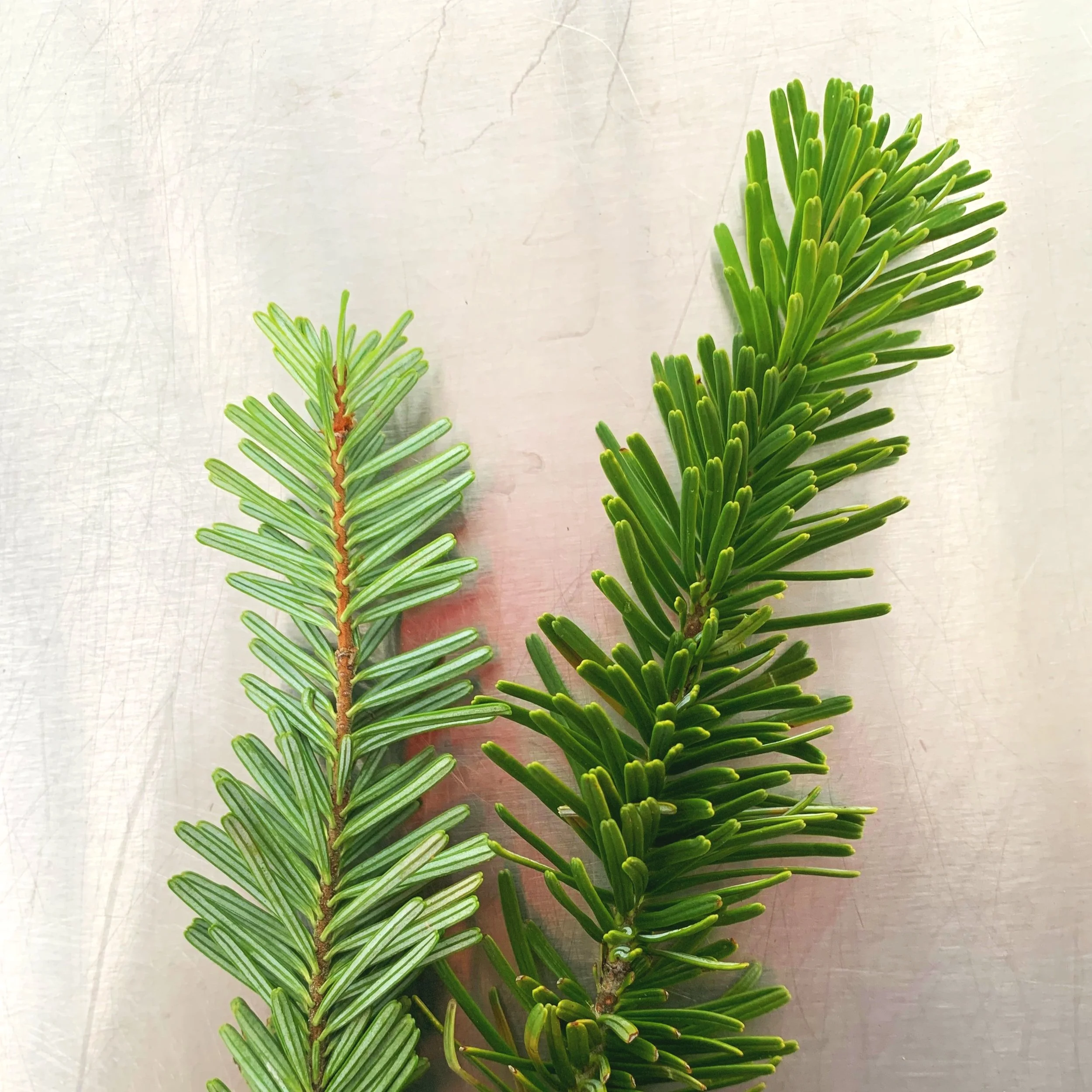 Fresh fir for wreaths