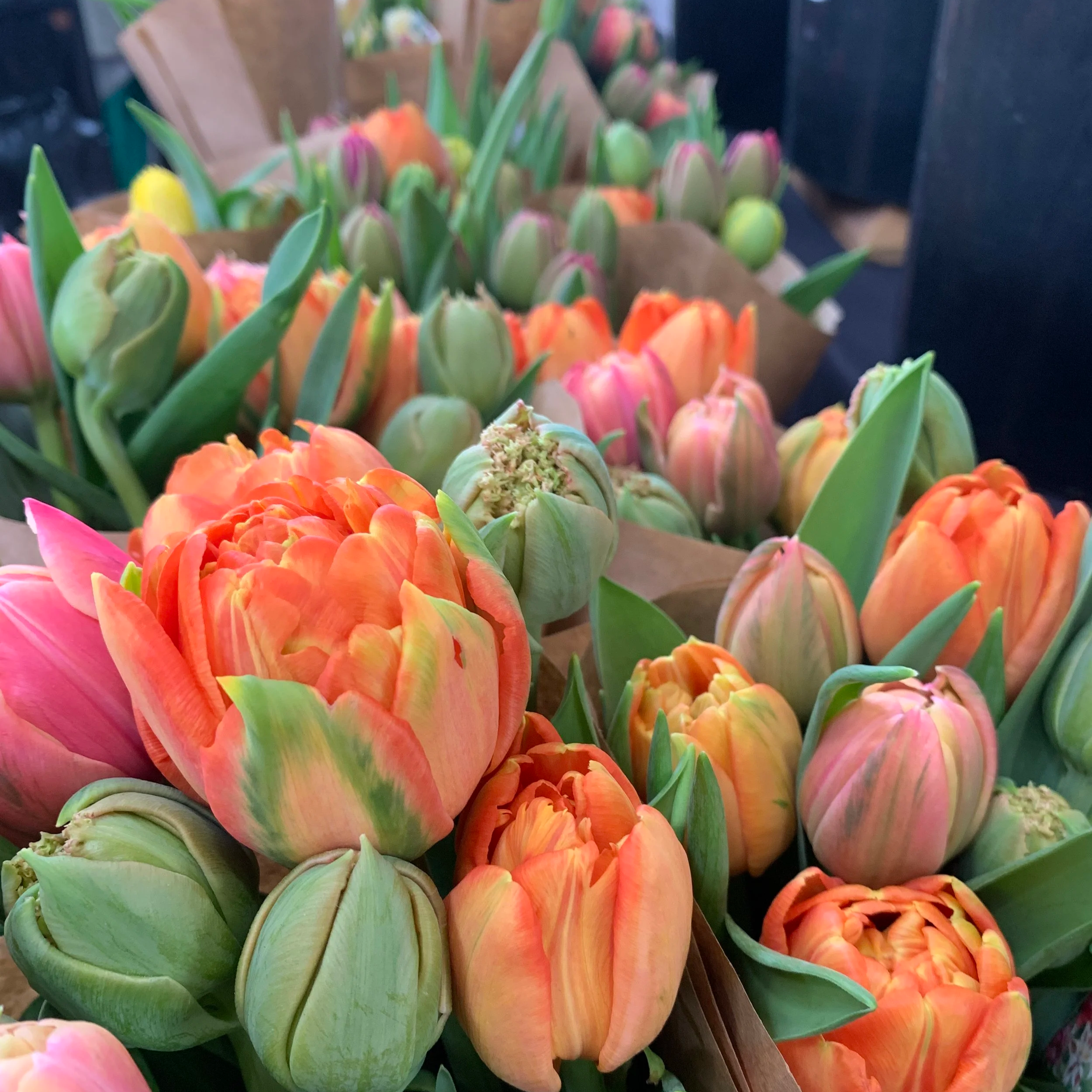 Luscious double tulips in melon colours