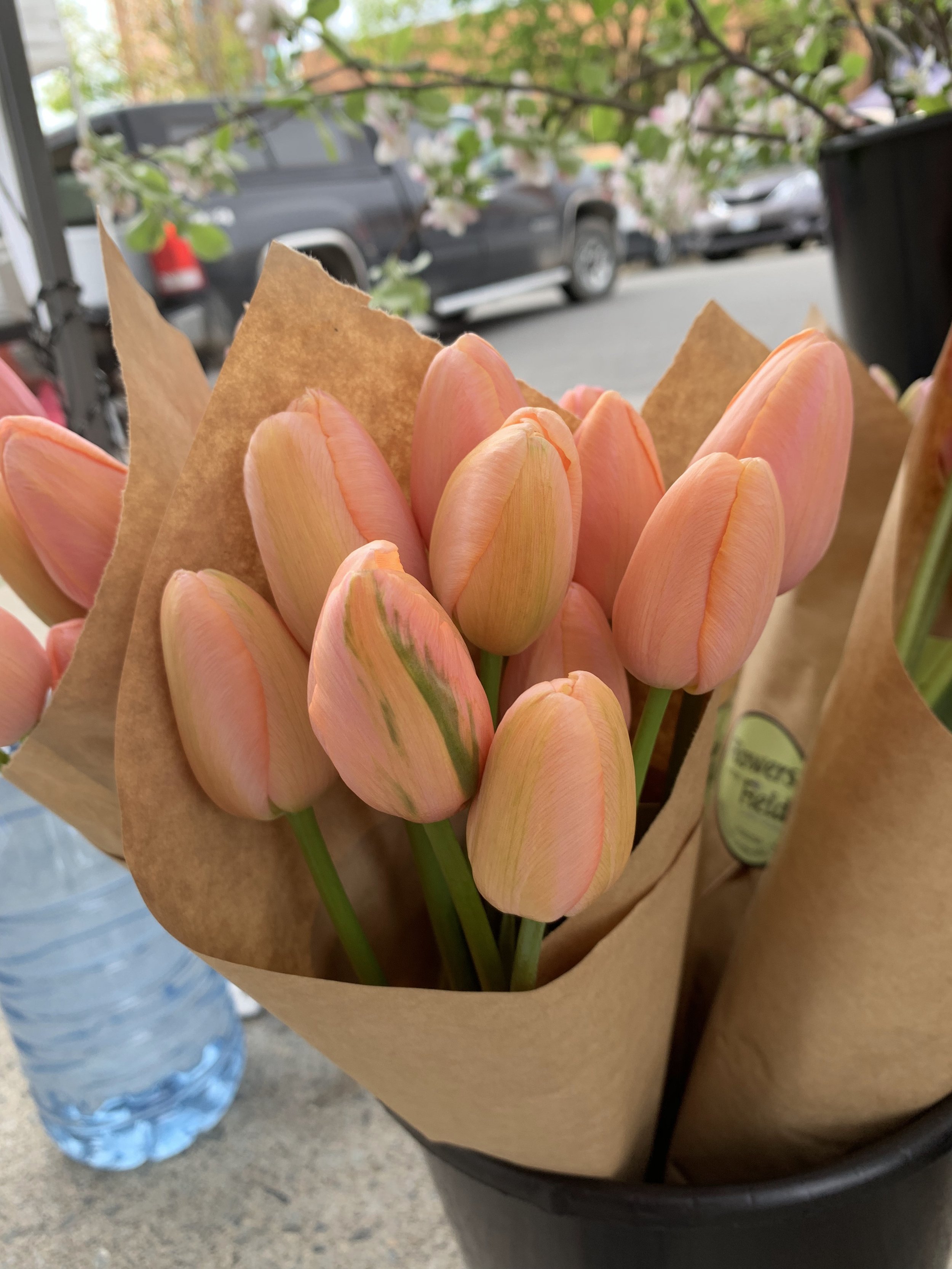 Tulip Menton.jpg