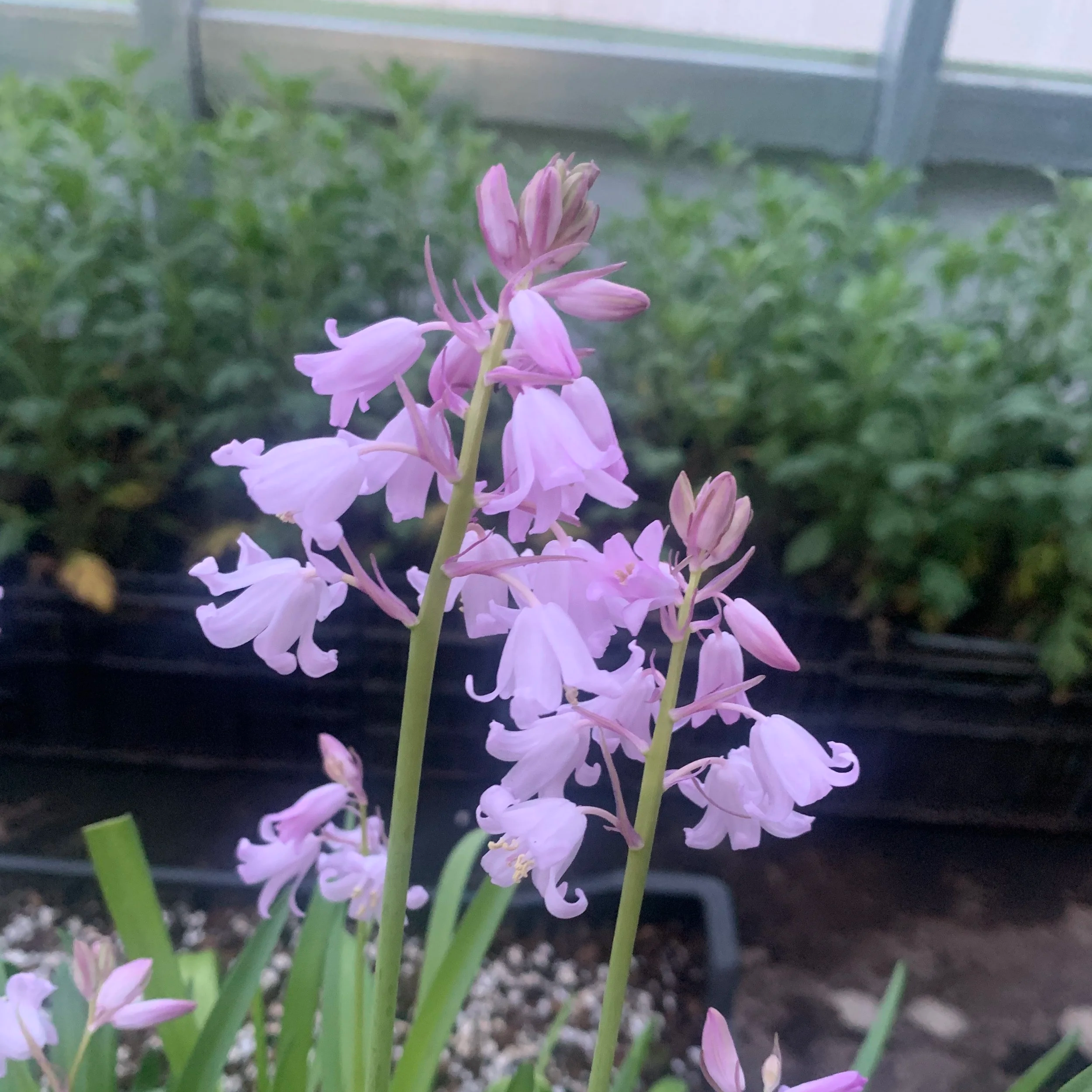 pink hyacinthoides bluebells blooming in winter zone 5