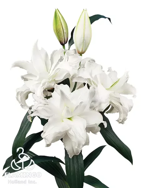 Roselily Angela.webp