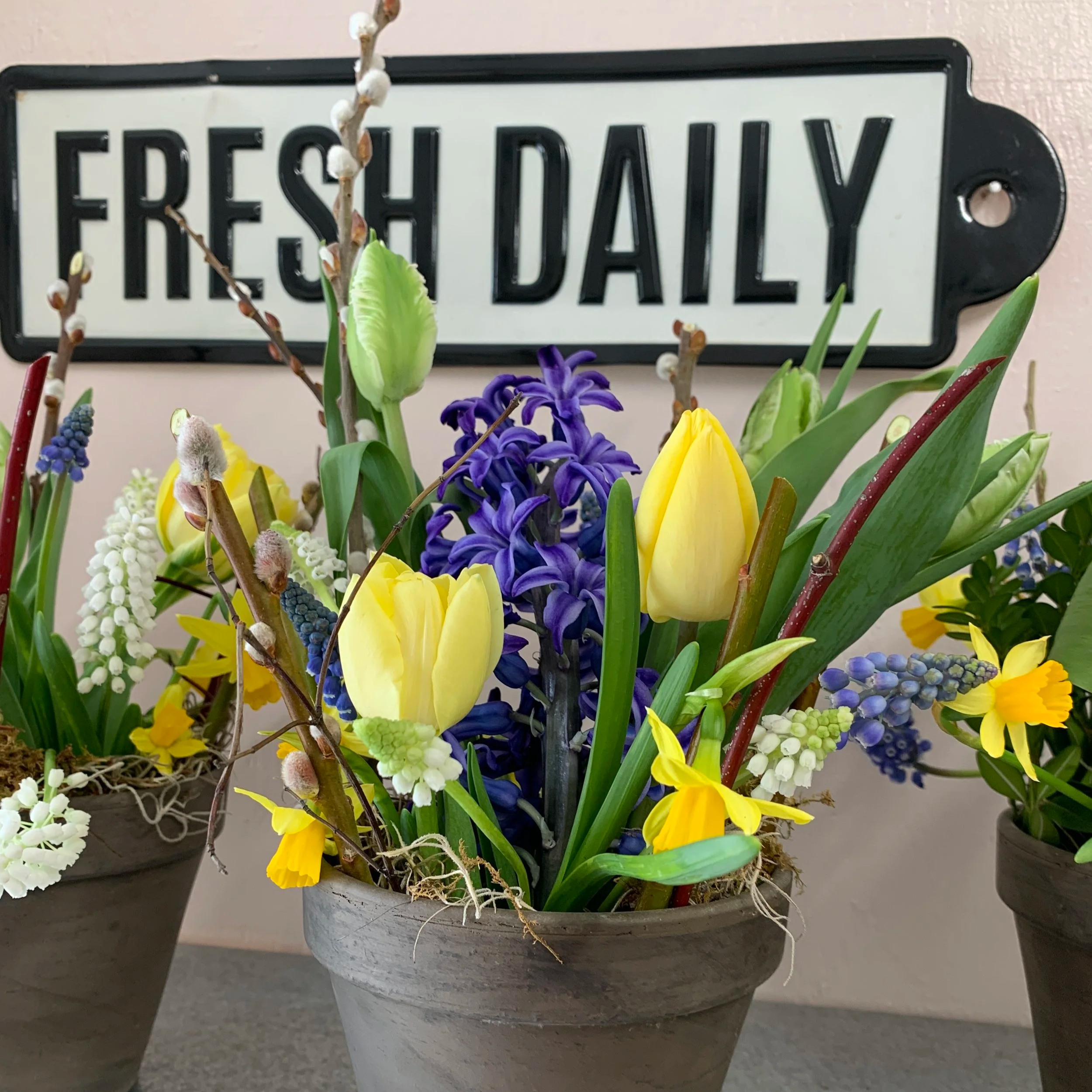 Fresh tulip arrangement in terracotta pot