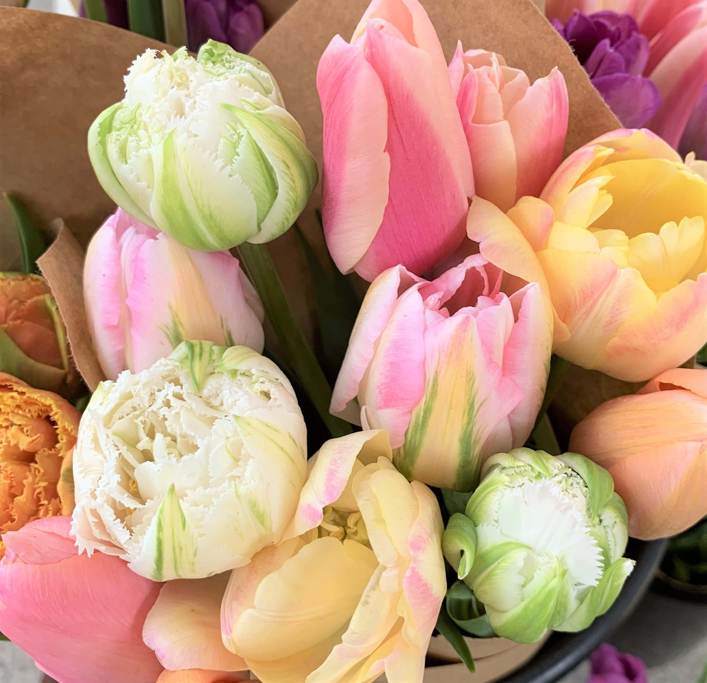 Tulip Bulbs- Peaceful Pastels Collection