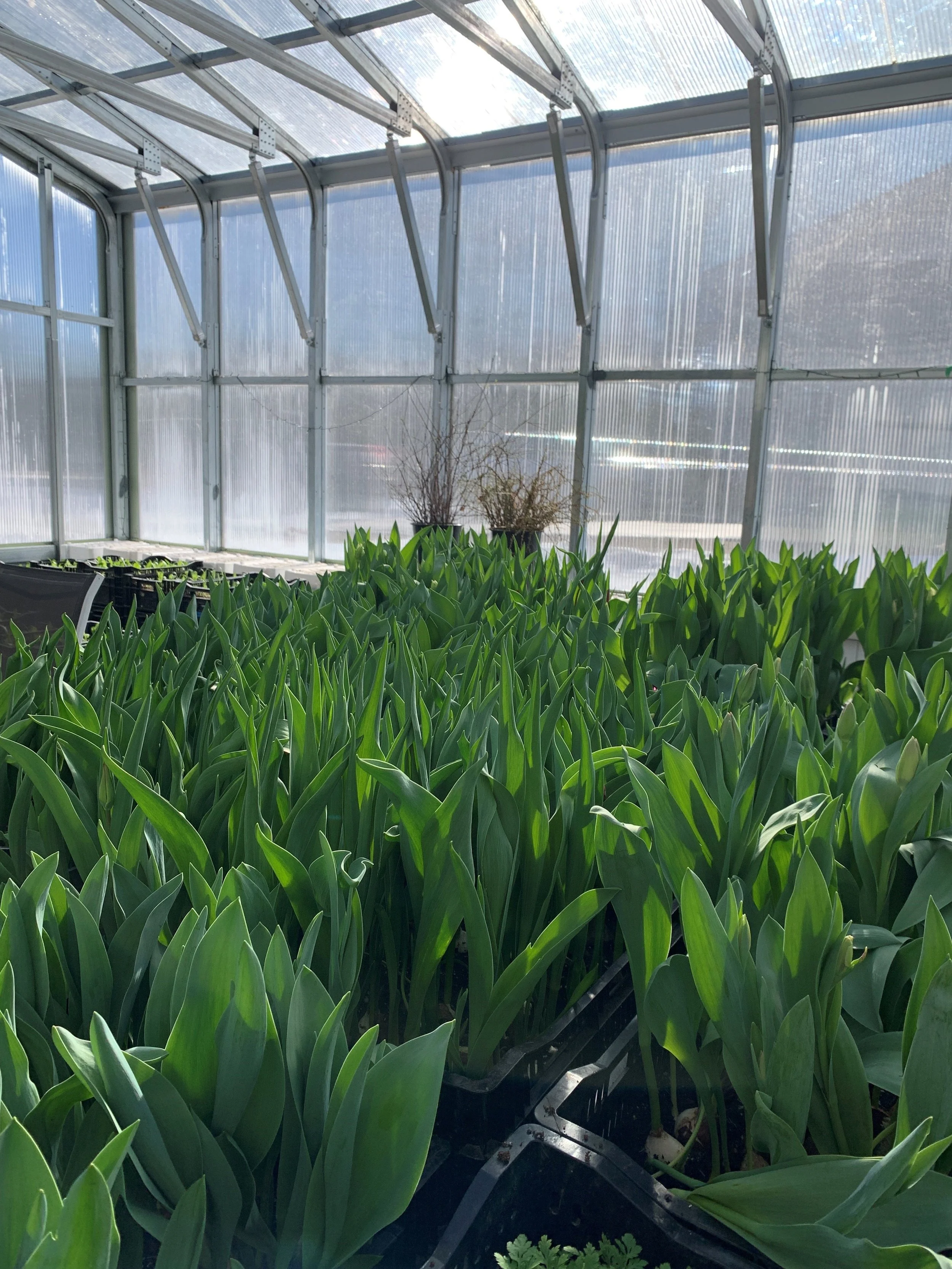 Tulips in greenhouse sun.jpg