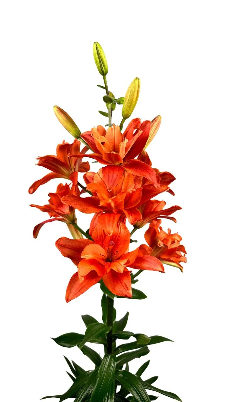 Lily BF Tropic .jpg