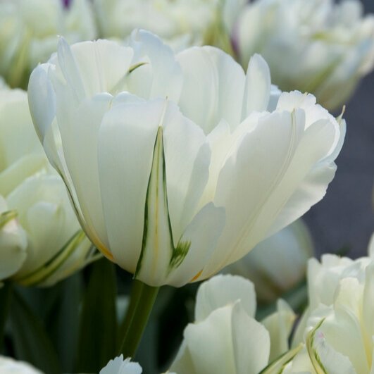 Tulip Exotic Emporer.jpg