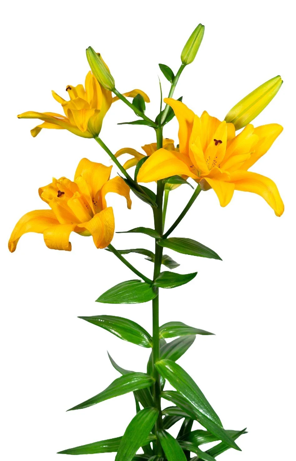 Lily BF Spring.jpg