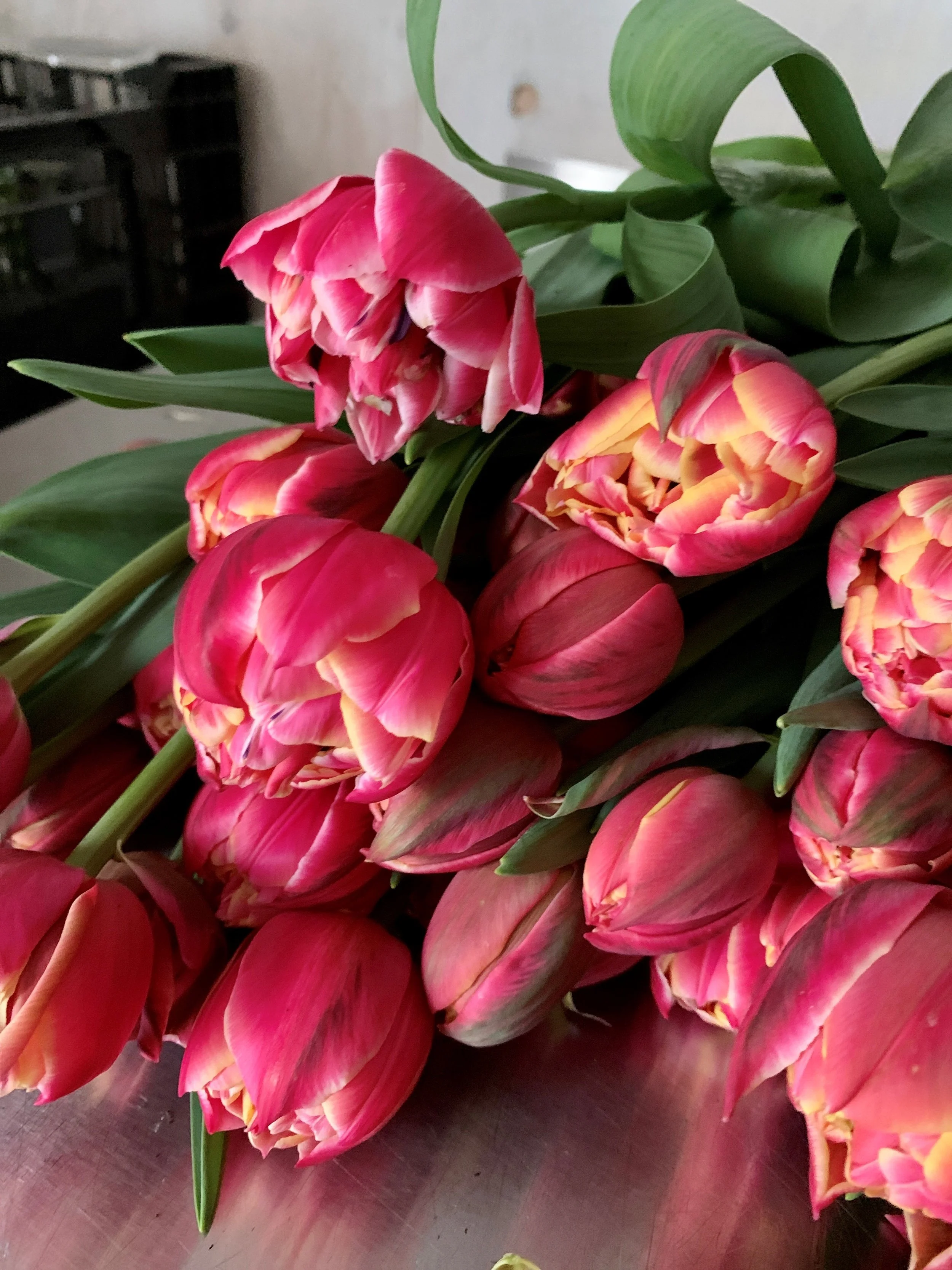 Tulips- Columbus.jpg
