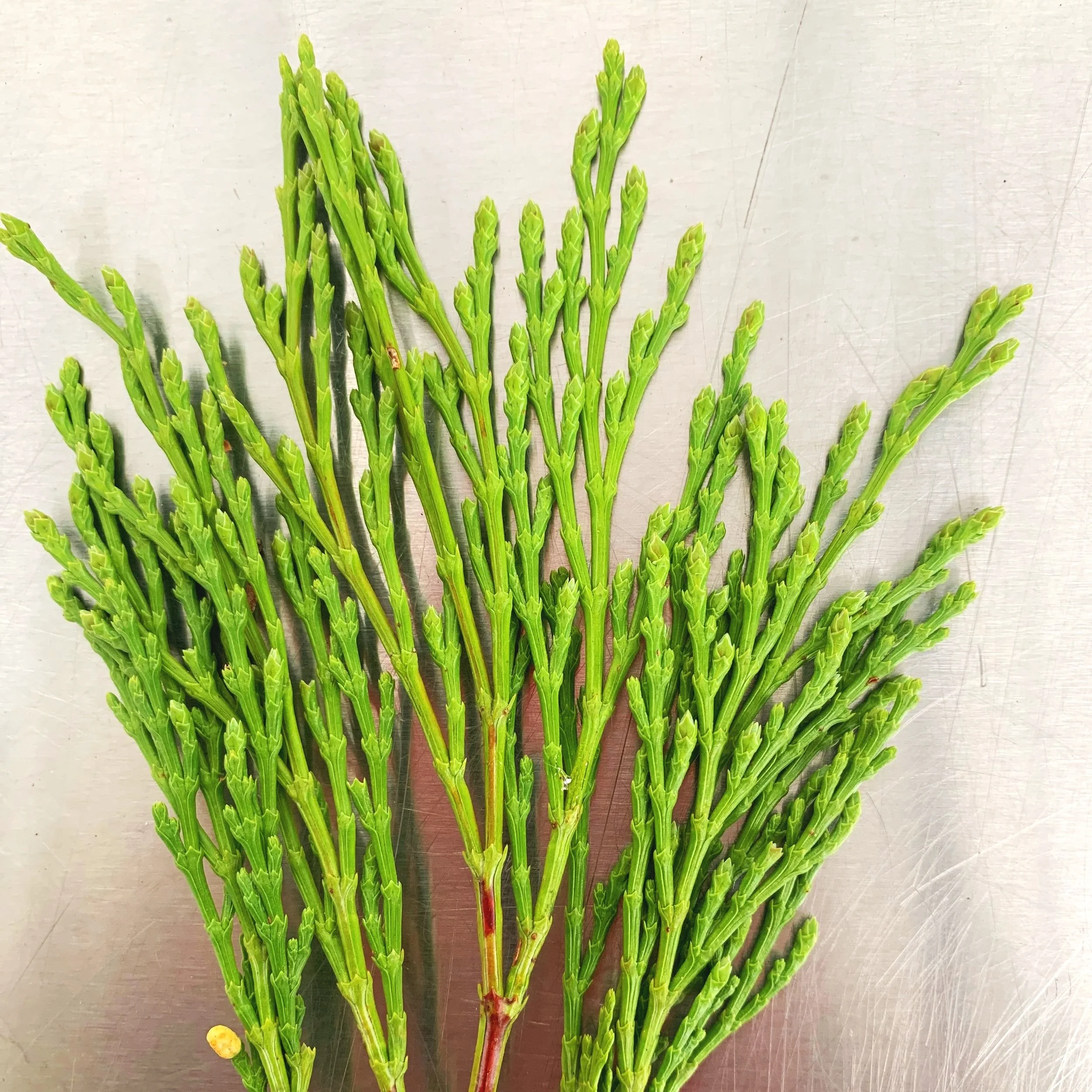 Fresh cedar for wreaths
