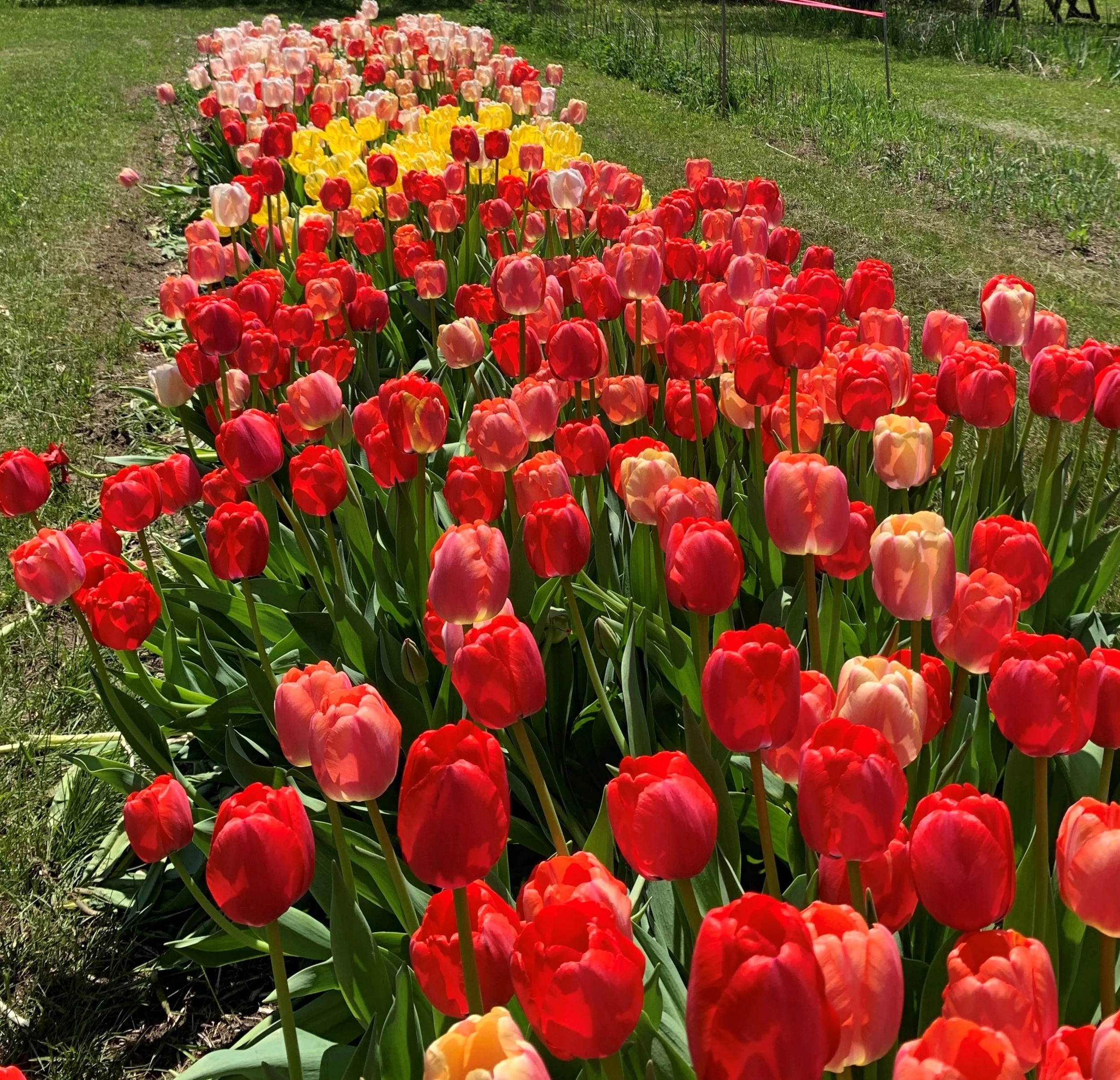 Bold Brilliance Tulips.jpg