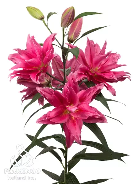 Roselily Elena.webp