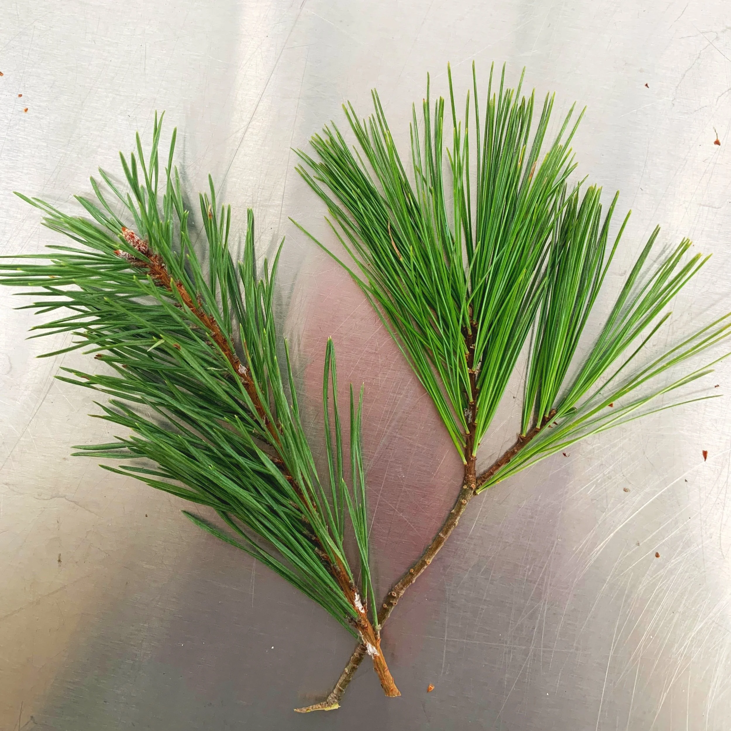 Fresh red pine on the left and white pine on the left for wreaths