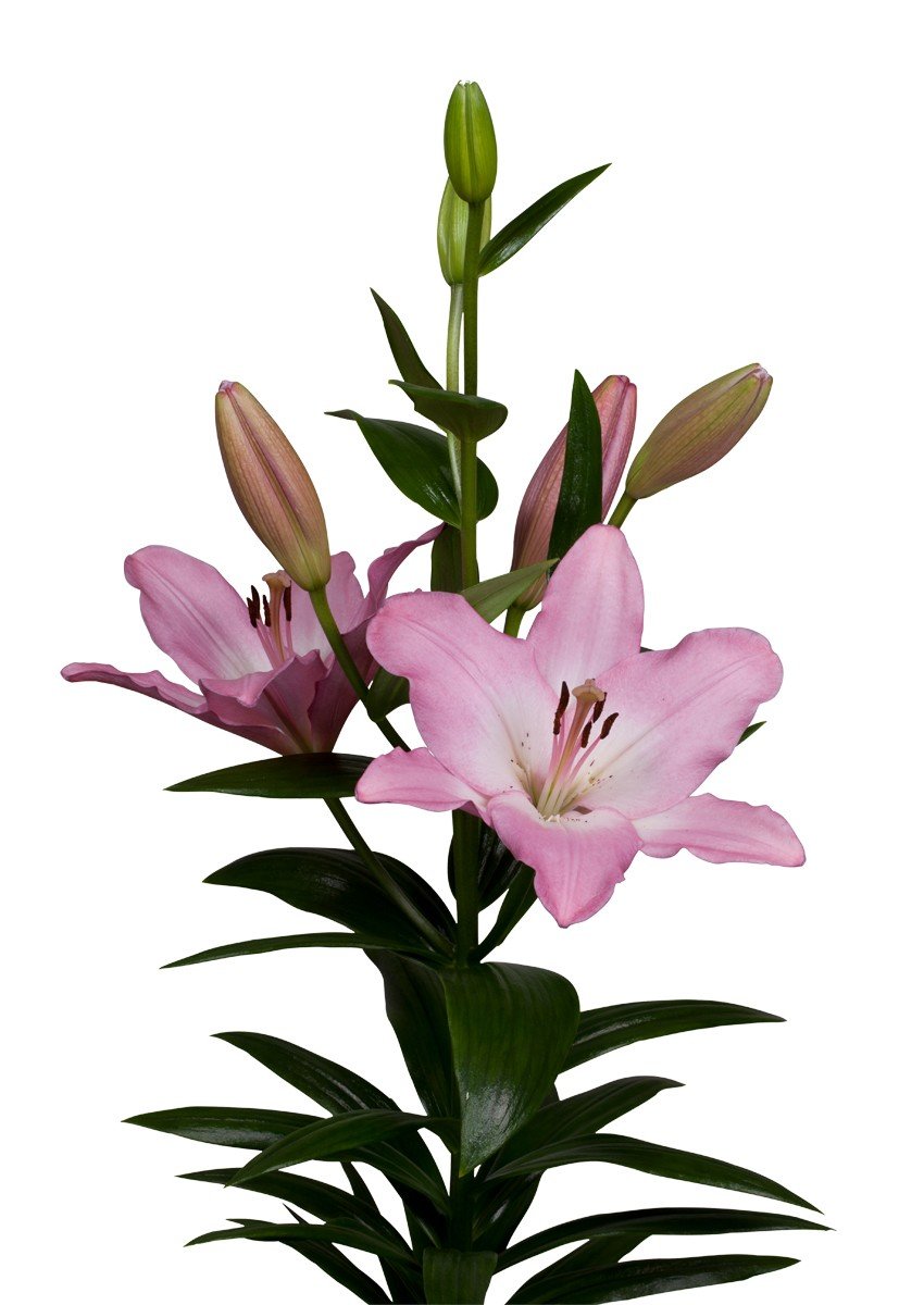 Lily LA Albufeira.jpg