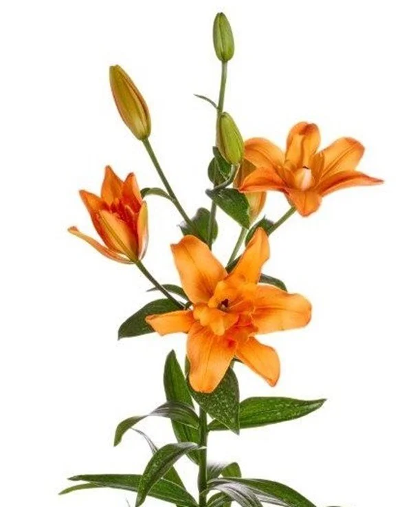 Lily Butterfly Sparkle .jpg