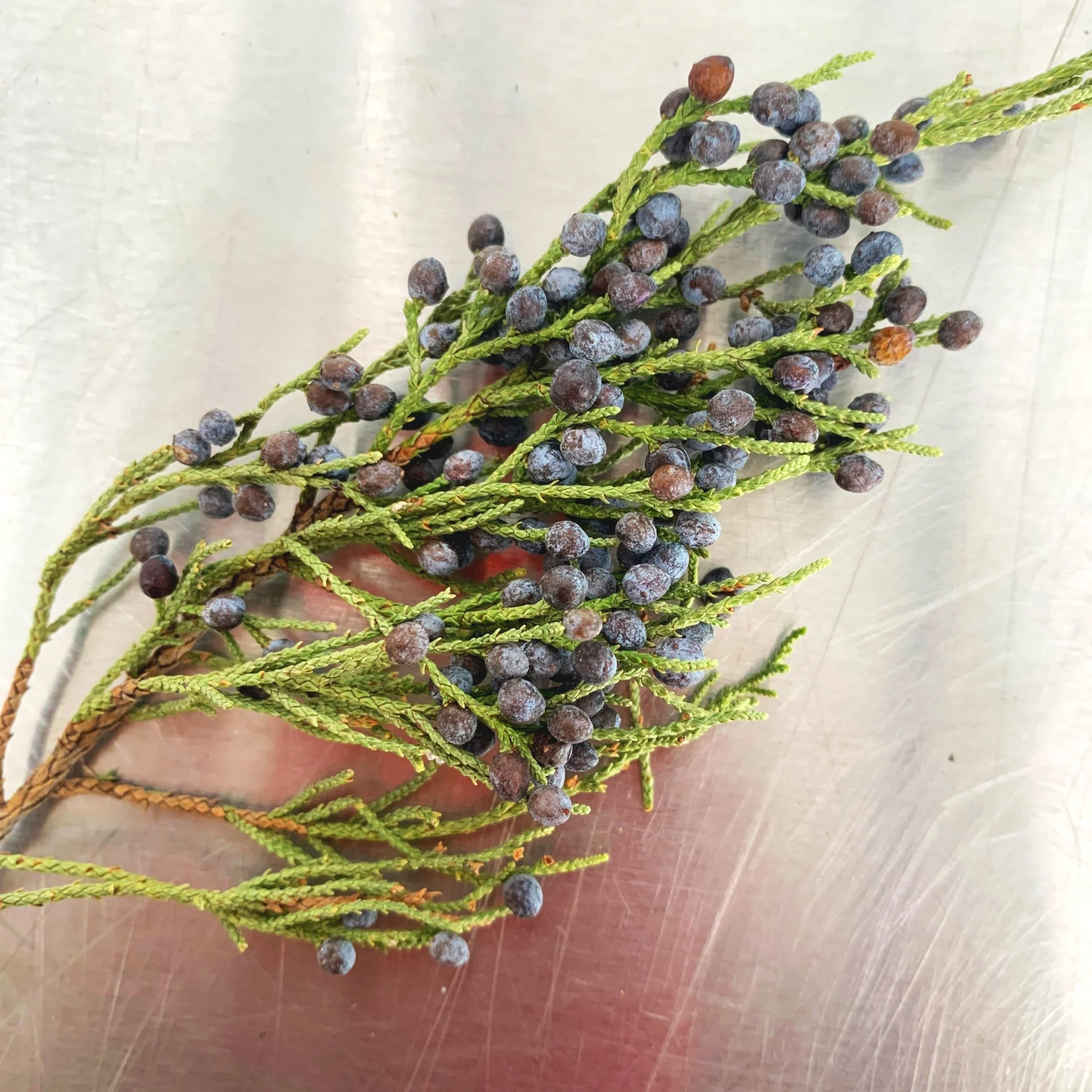 Fresh juniper berries for wreath making