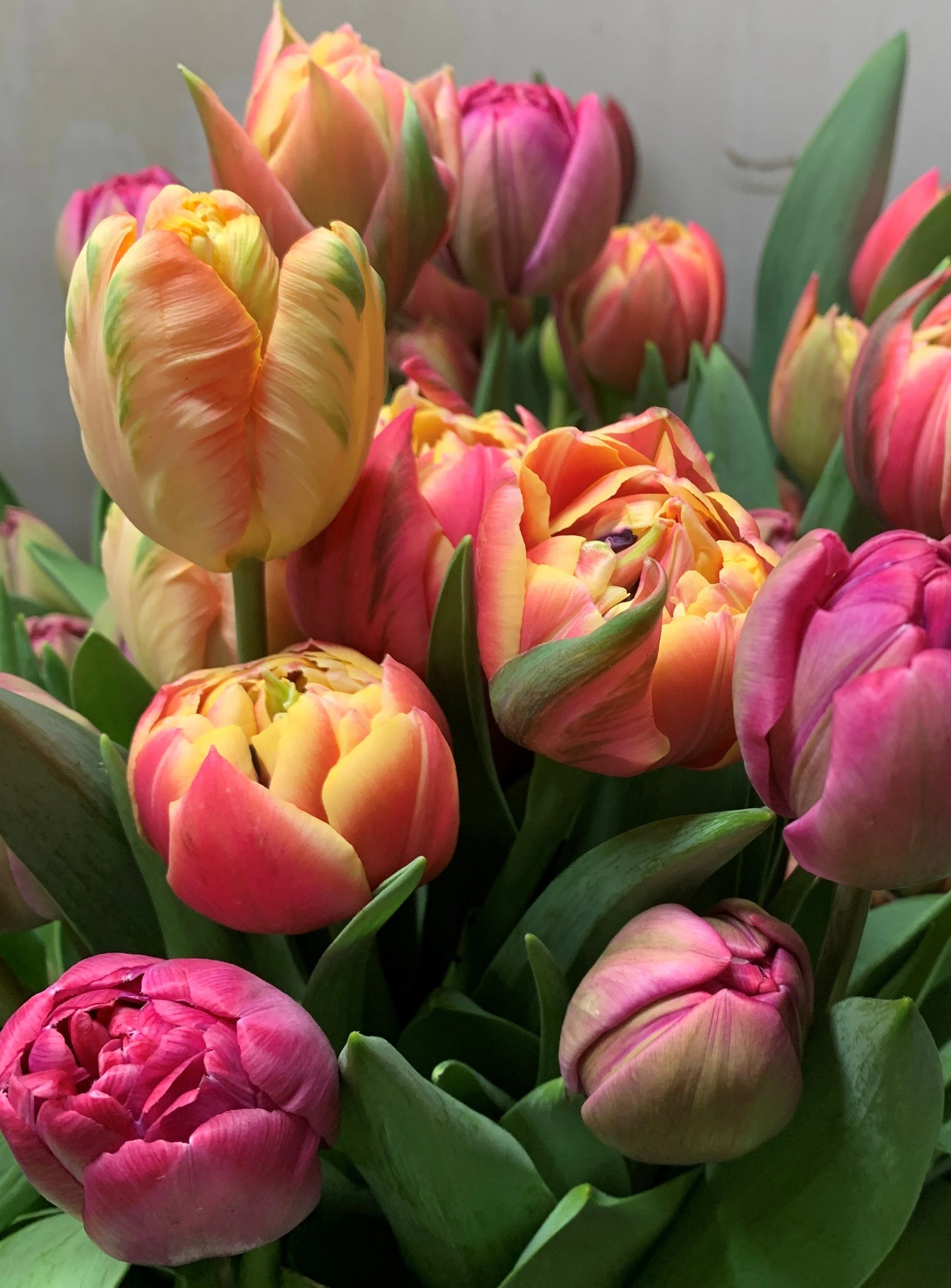 Tulips Double.jpg
