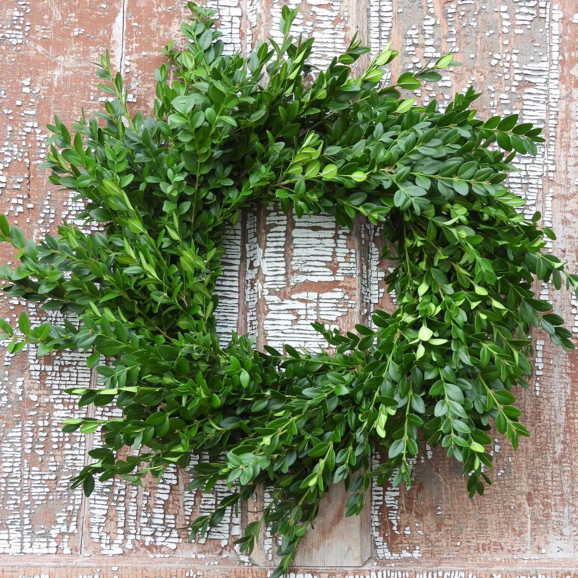 Boxwood+plain+wreath.png