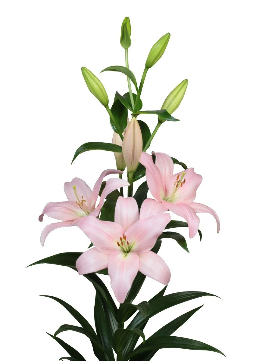 Lily LA Pigalle.jpg
