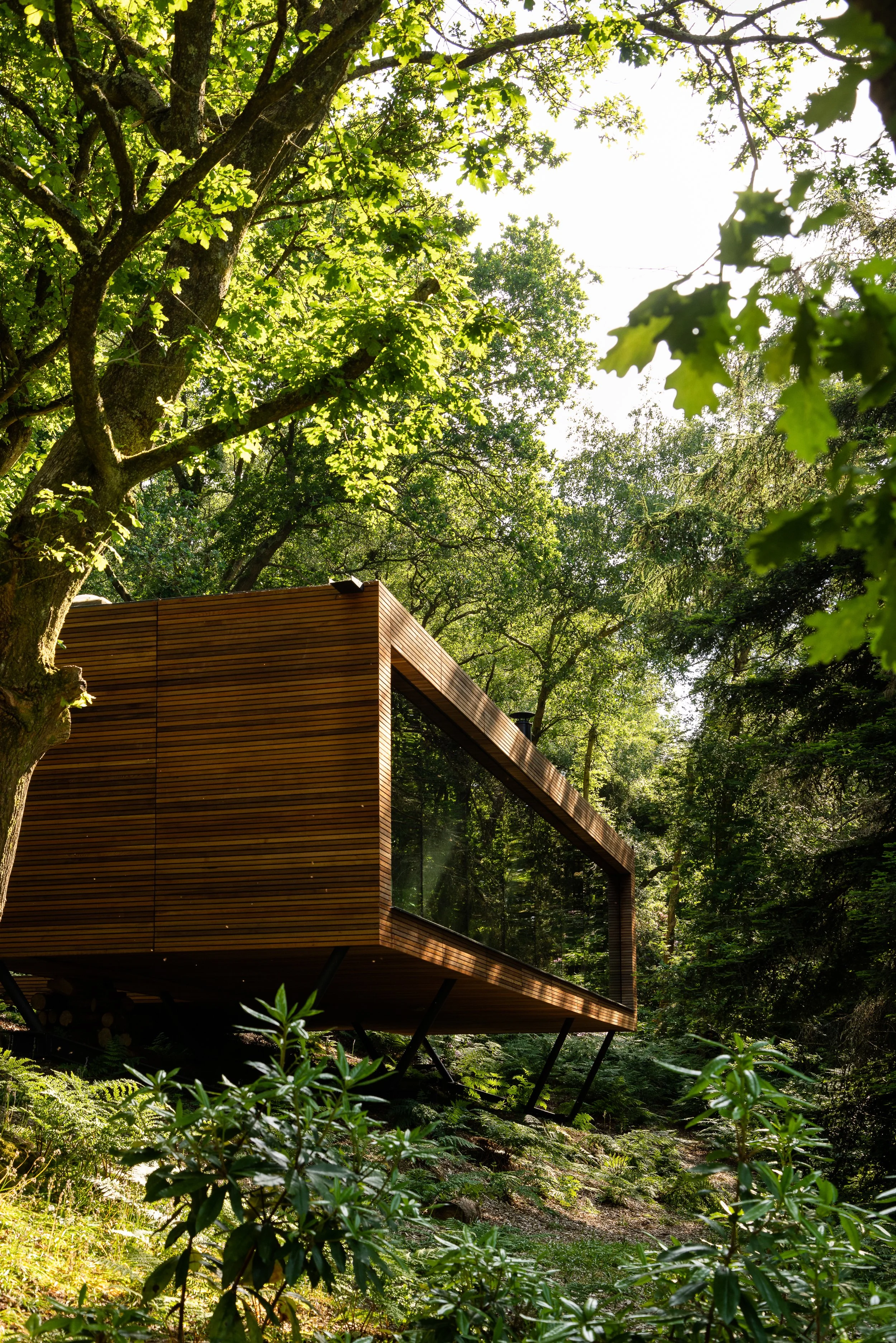 TOP-Redwood-WIDE.jpg