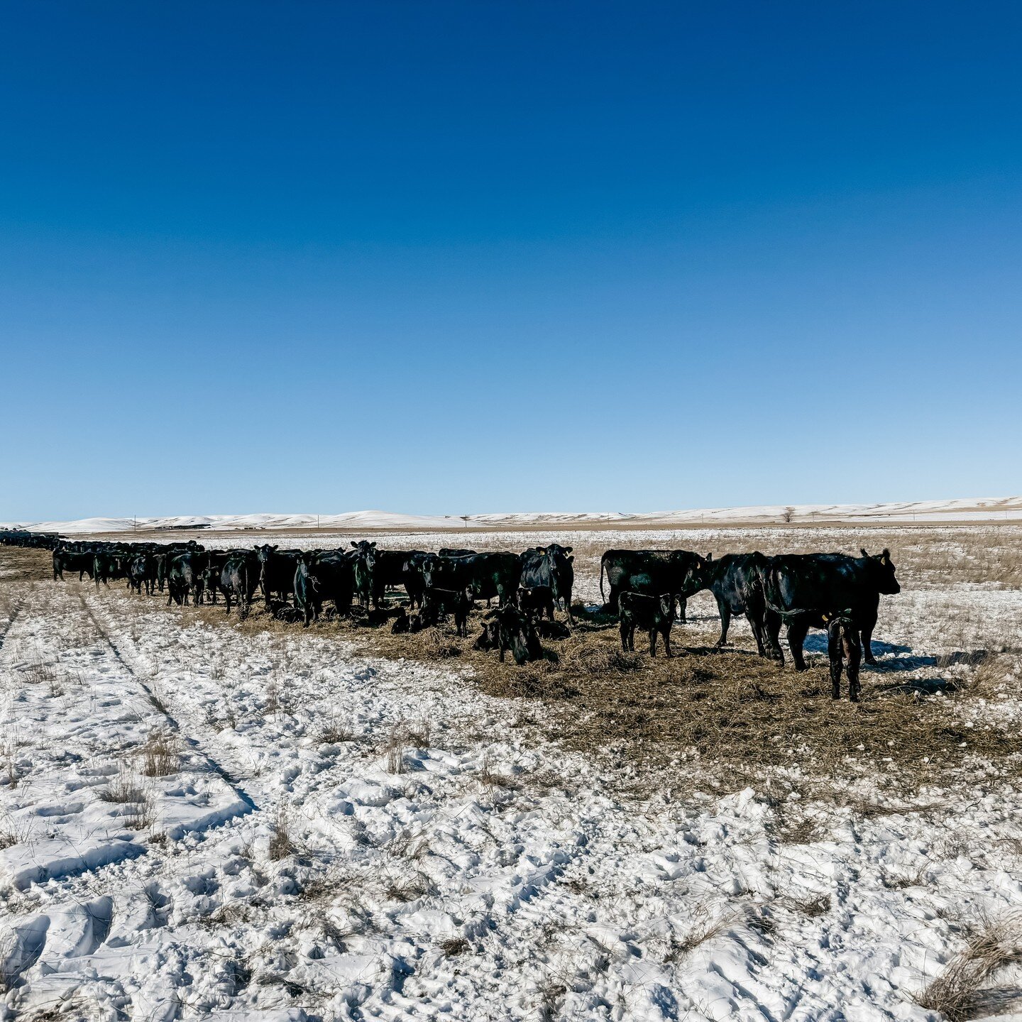 Me: &quot;What are the chances of finding Lucky out here?&quot; 

Him: &quot;Who's Lucky?&quot;

Me: Sigh. &quot;The calf we saved when it was -35&deg;?&quot;

Him: &quot;Oh yeah, he would be hard to find out here. But he's doing good.&quot;

And the
