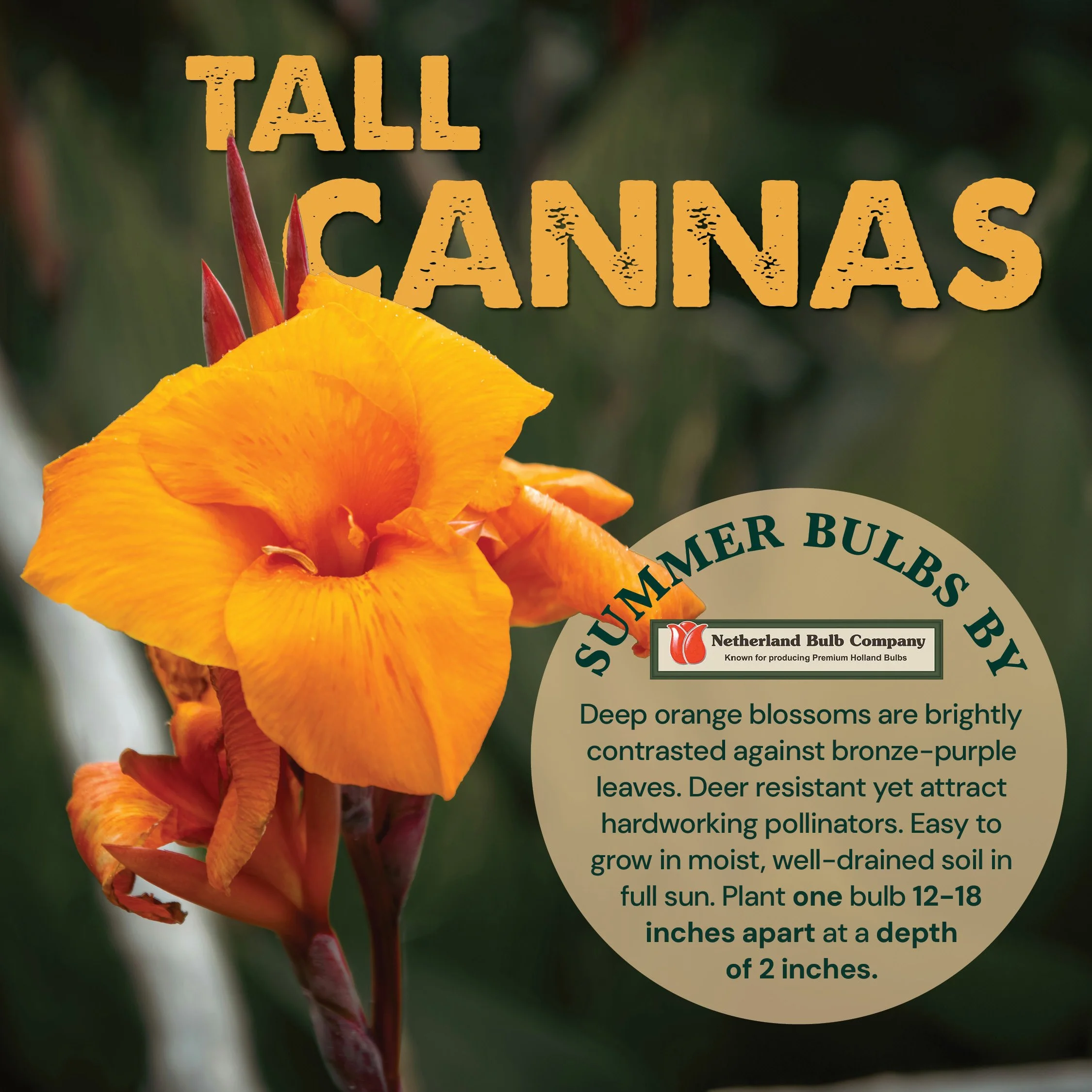SummerBulbs_TallCannas.jpg