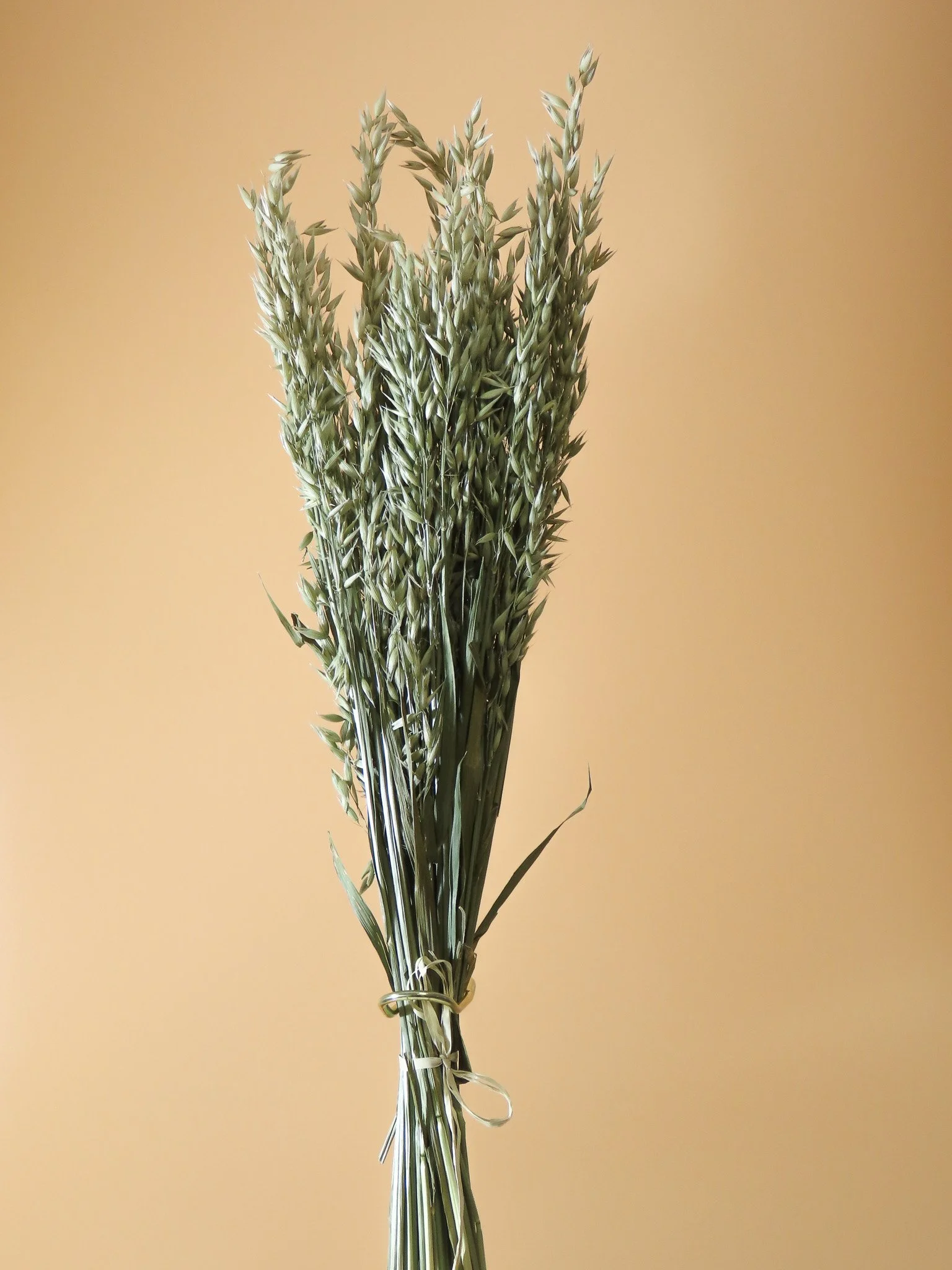 Avena preservada