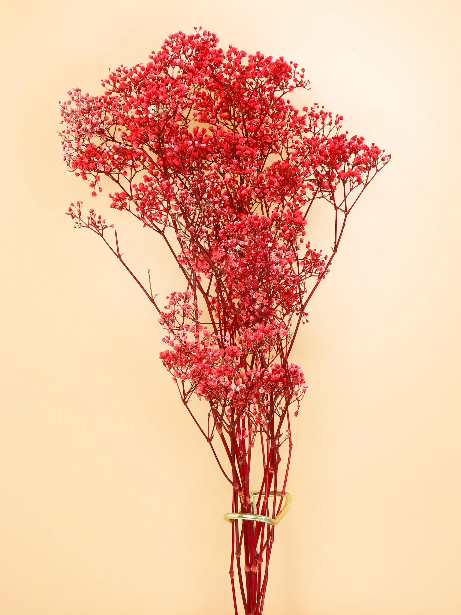 Flor de Lava. Ramo de paniculata lluvia preservada. roja