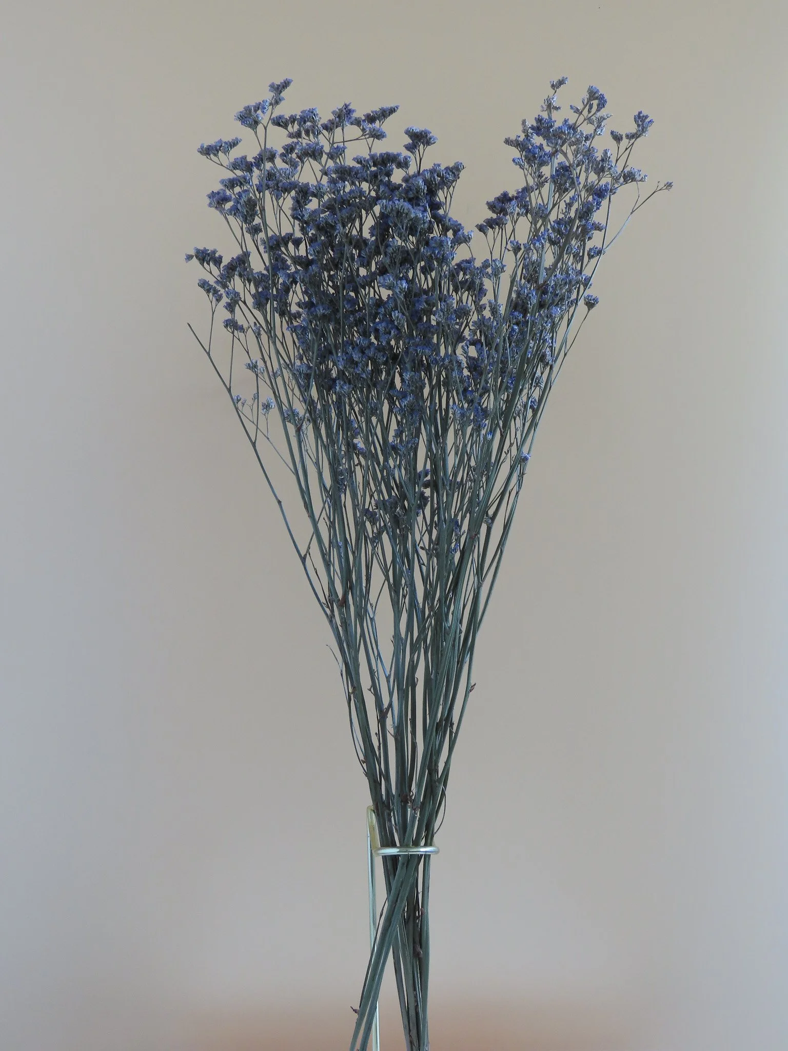Limonium preservado
