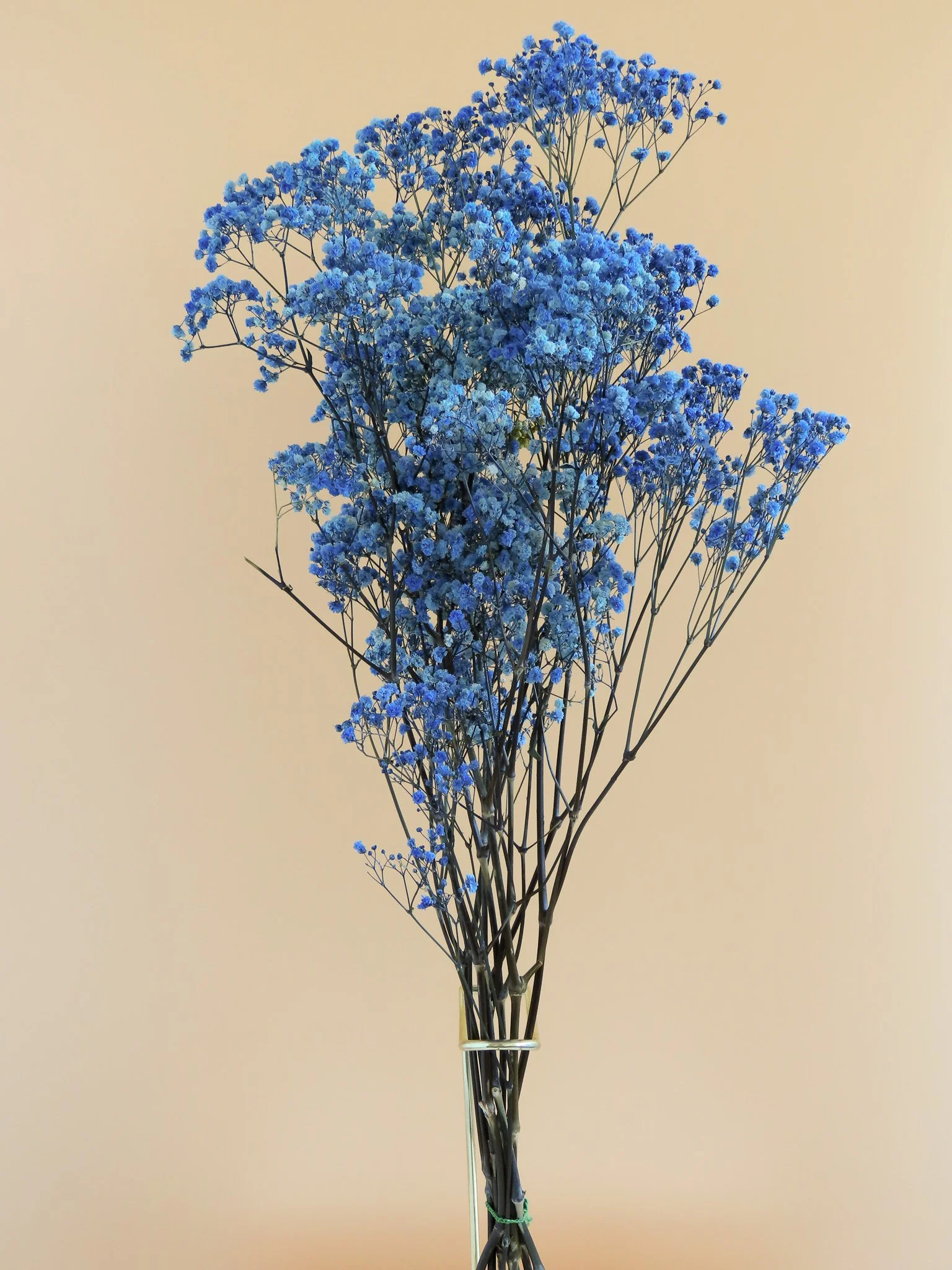 Flor de Lava. Ramo de paniculata lluvia preservada. azul