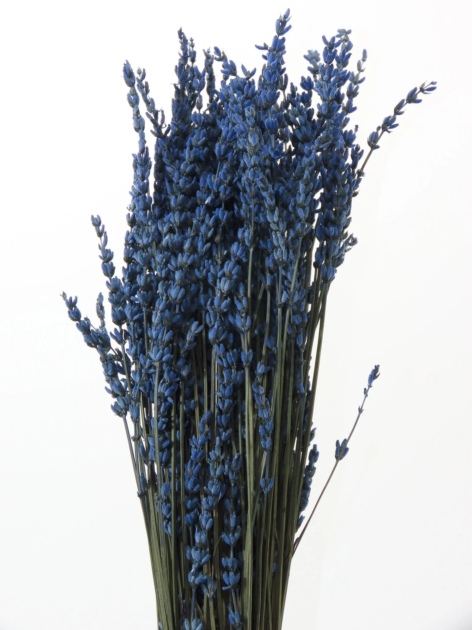 Lavanda preservada