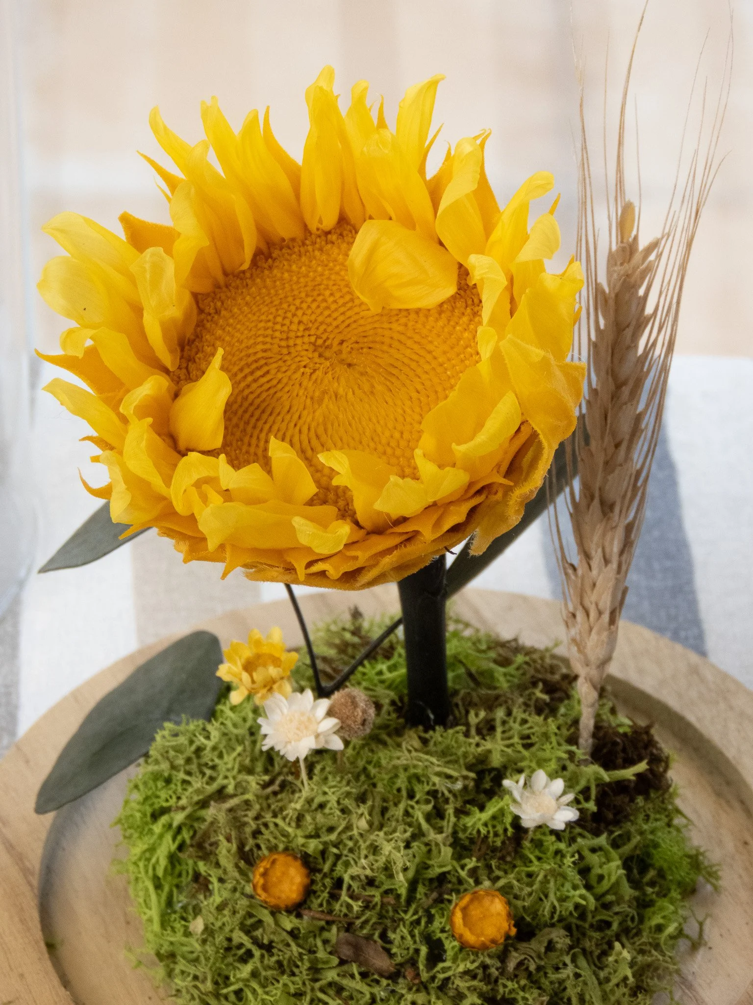 Cúpula grande con Girasol Preservado