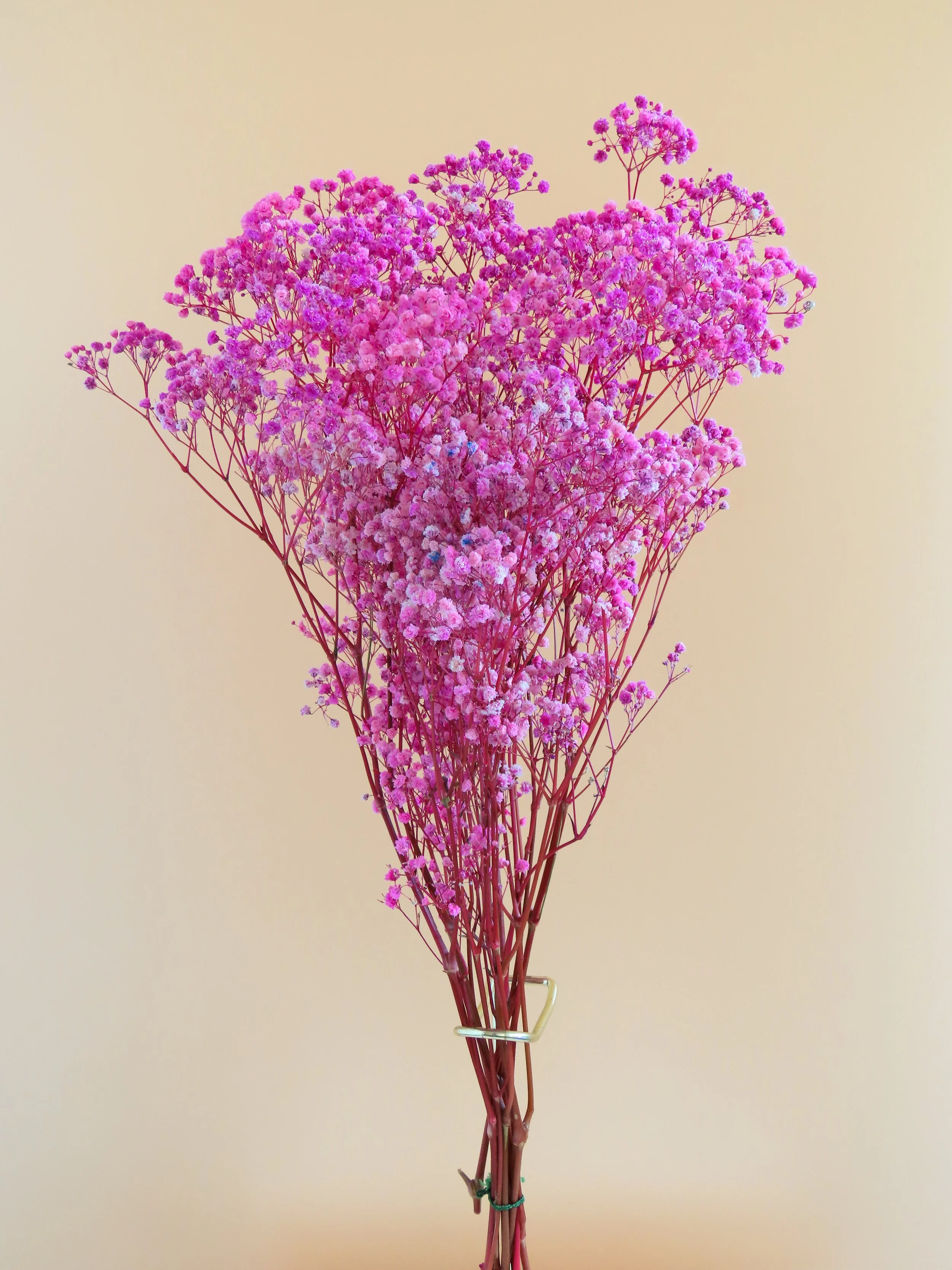 Flor de Lava. Ramo de paniculata lluvia preservada. rosa