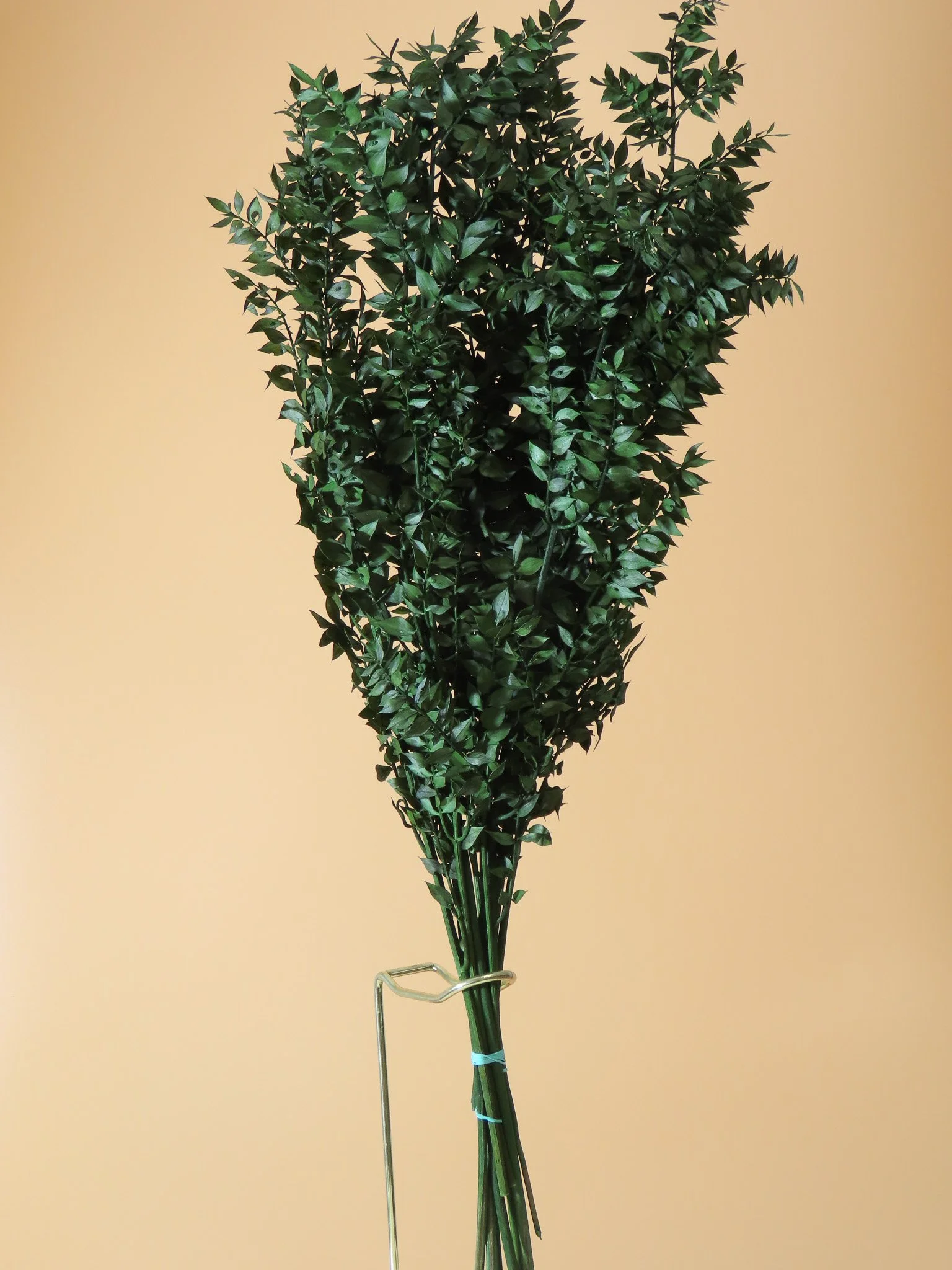 Ruscus preservado