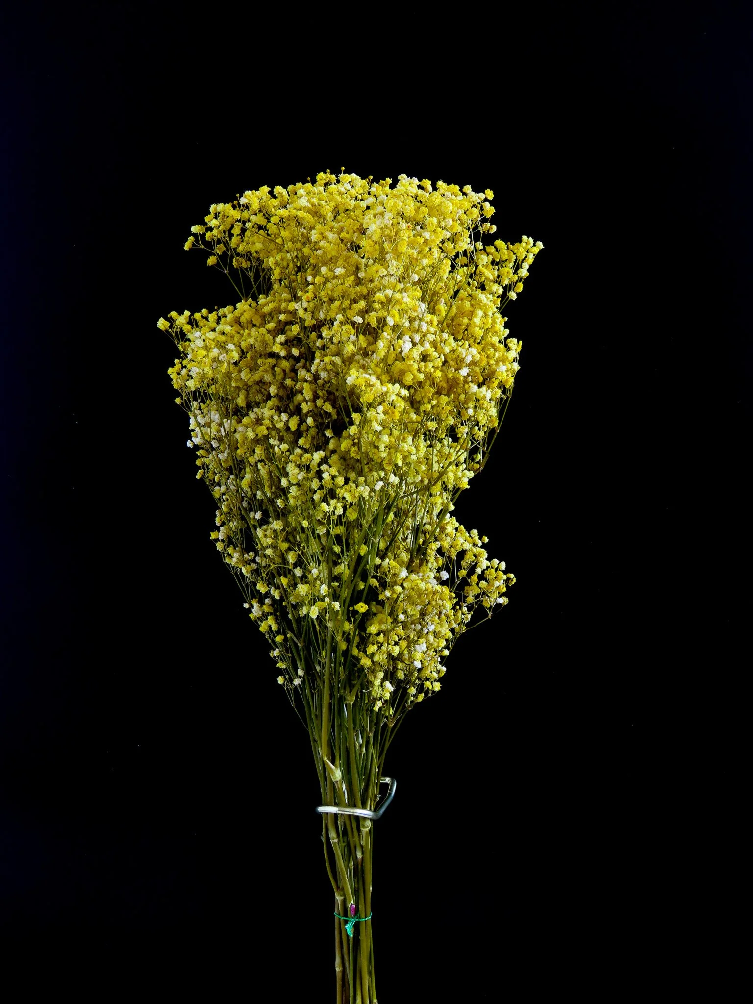 Flor de Lava. Ramo de paniculata lluvia preservada. amarilla