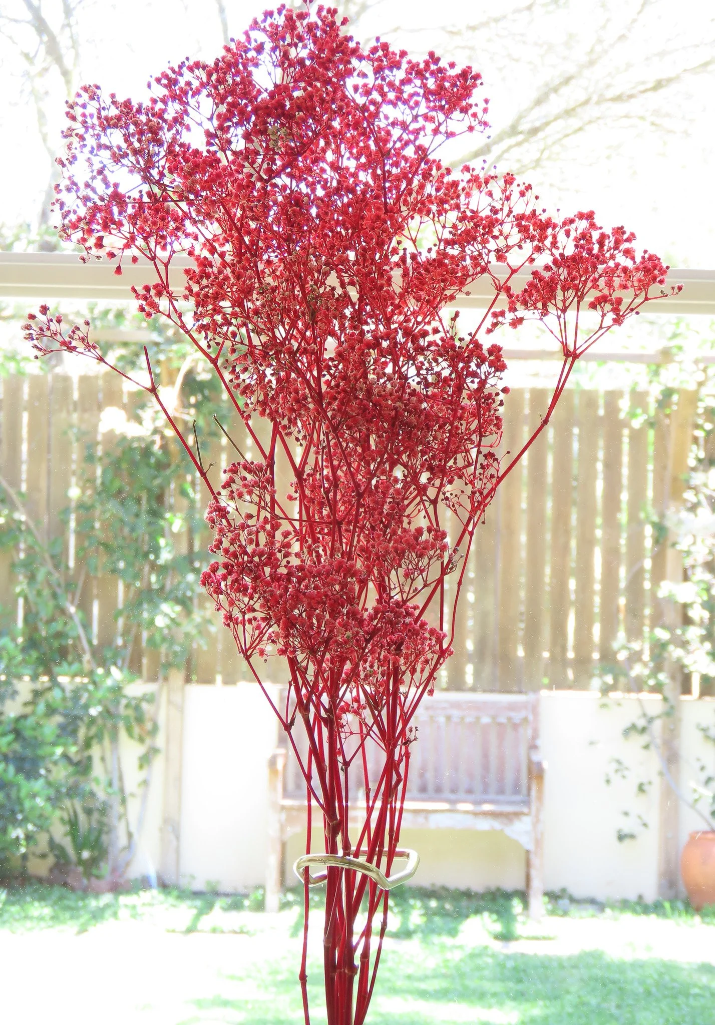 Flor de Lava. Ramo de paniculata lluvia preservada. roja