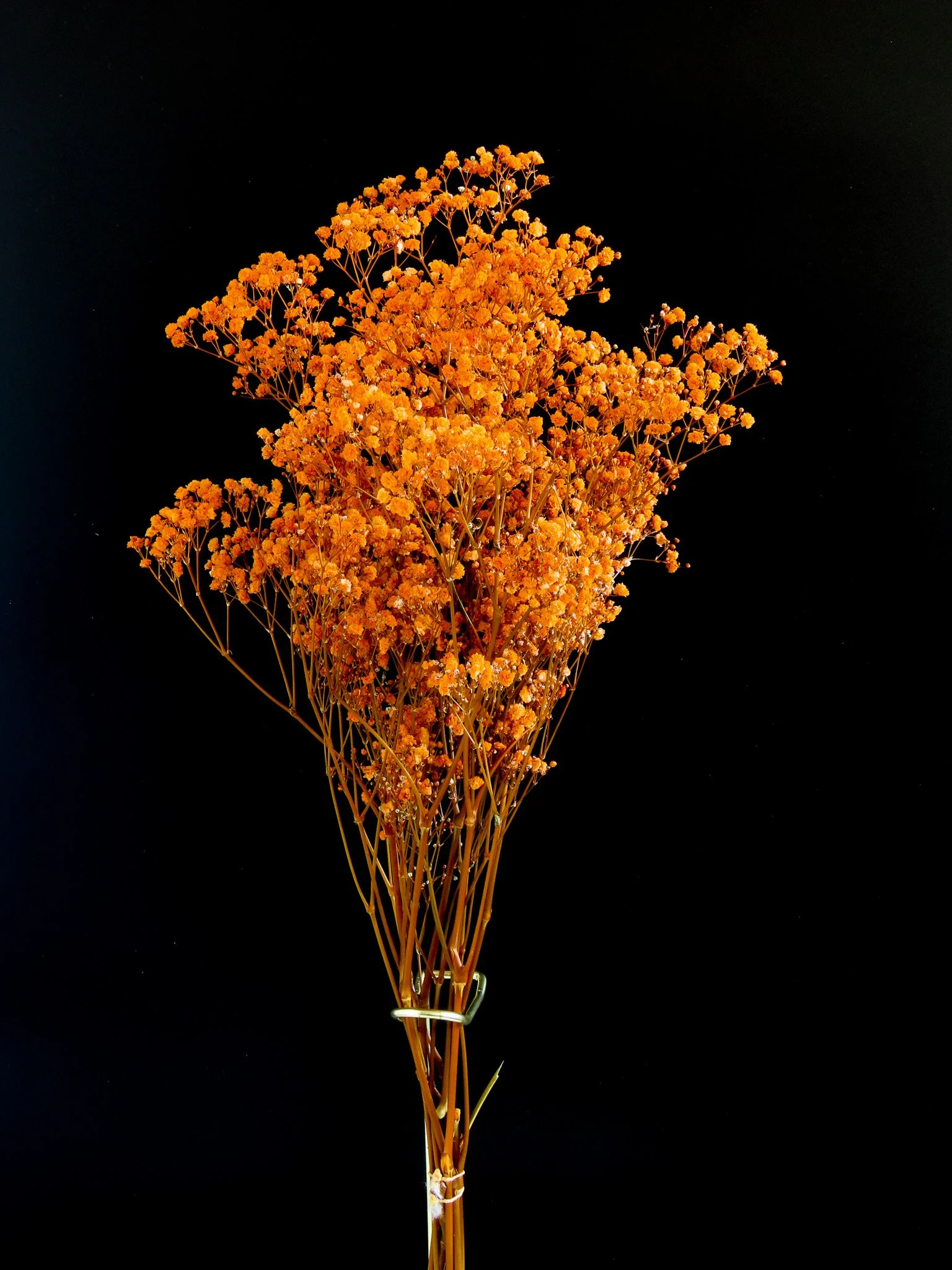 Paniculata preservada