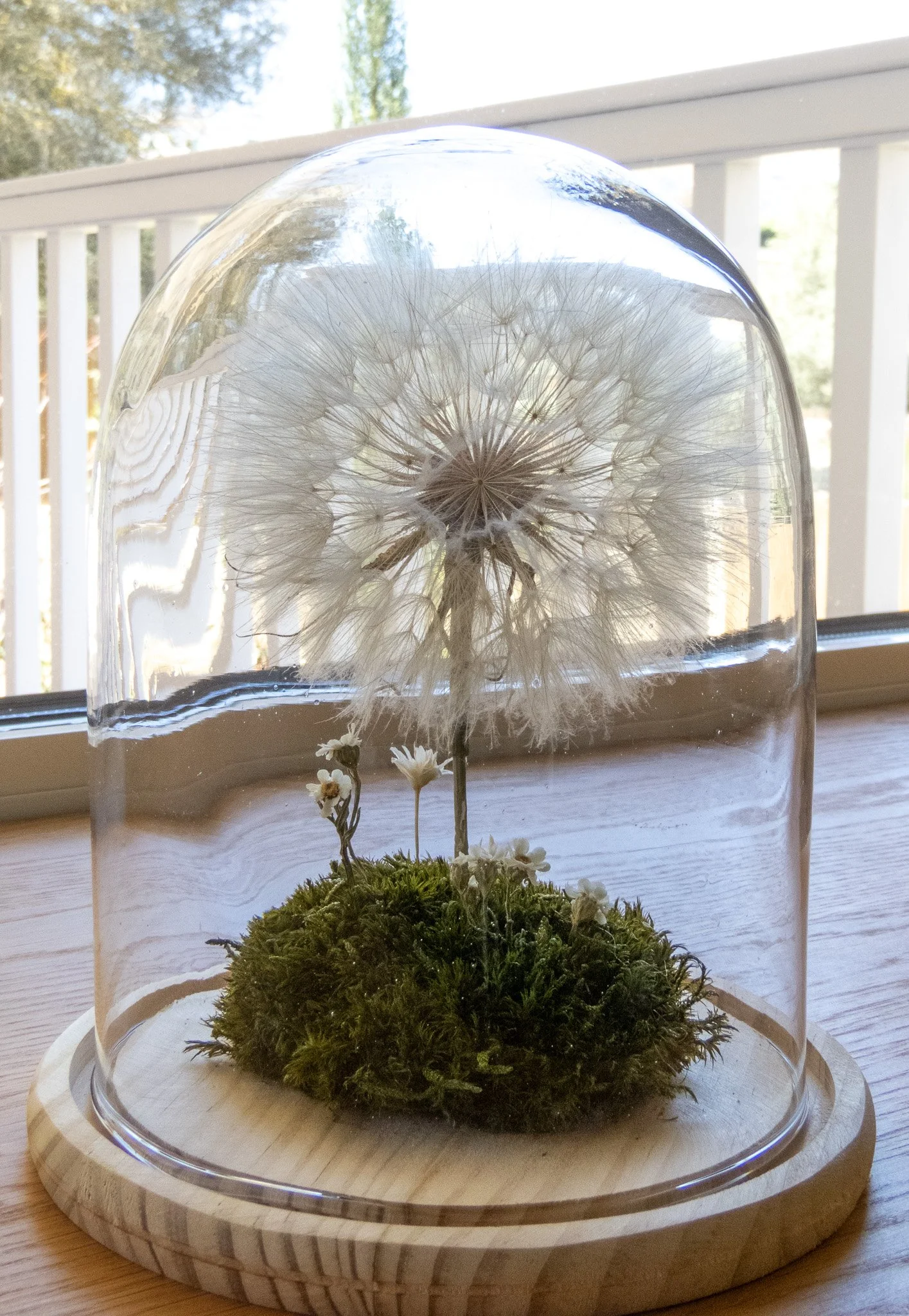 cúpula grande con Diente de León preservado -Flor de Lava-