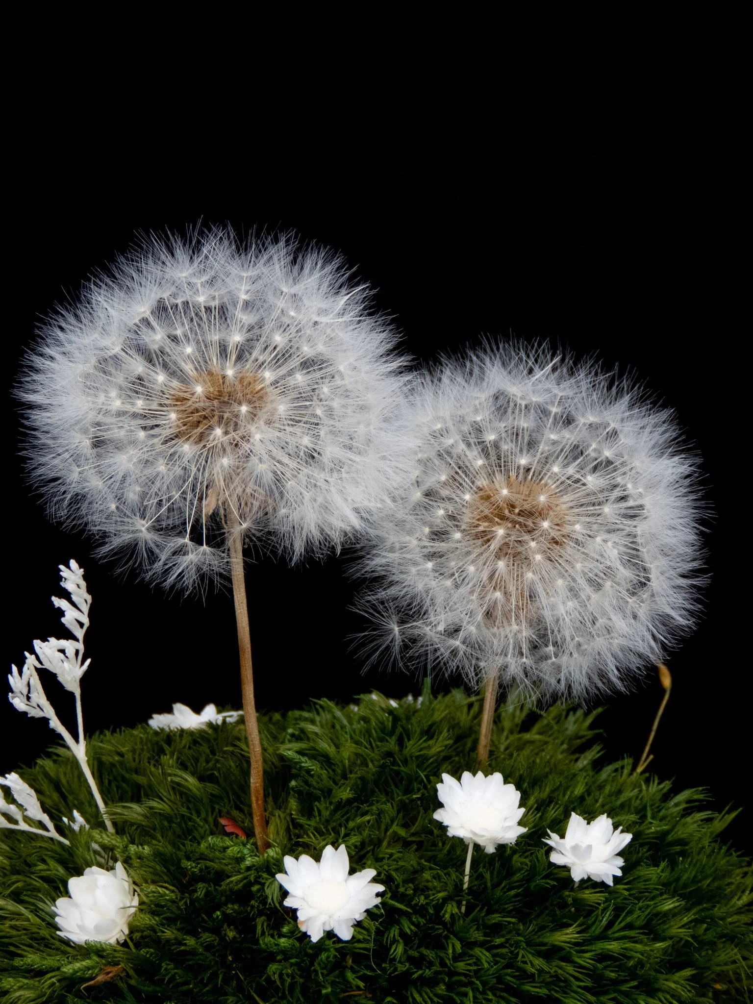 Cúpula mediana con 2 Dientes de León preservados pequeños Flor de Lava