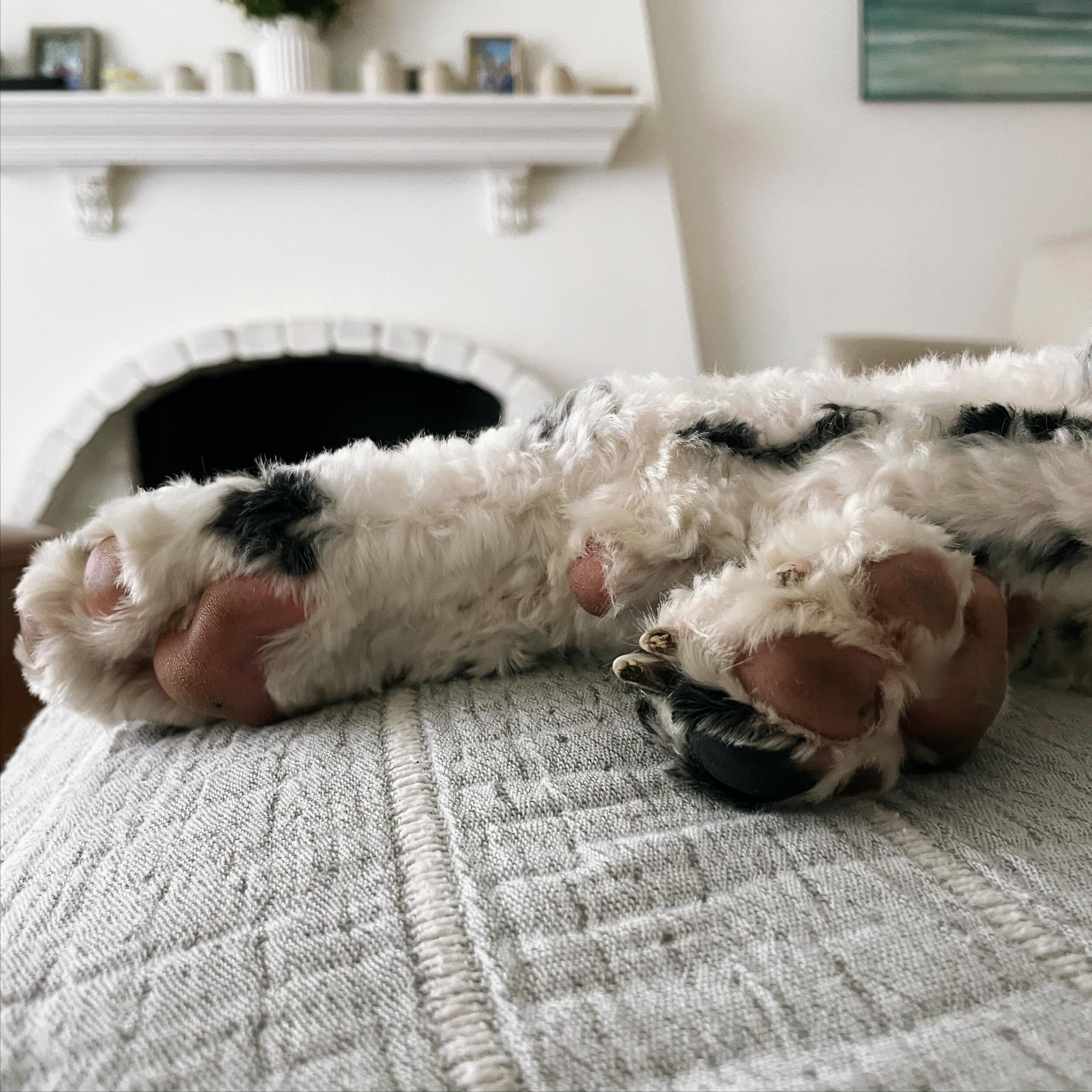 Sweet sweet frito toes! Can you guess this weekend&rsquo;s pet sit by their toe beans? 🫘 I&rsquo;ll give you a hint: when last we saw this girl she was running circles around Betty and I - today I got the upper paw 🐾 with a vigorous 3 mile walk. 😊