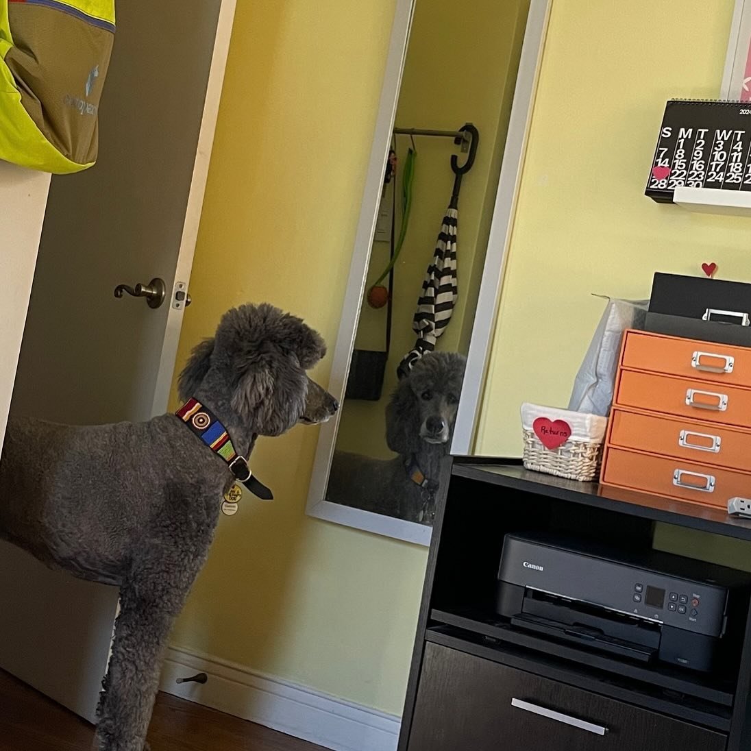 Today&rsquo;s houseguest, Garmin (Not to be confused the other grey Poodles around here, Betty and Stormy) has found looking 👀 at himself in the mirror 🪞 to be very entertaining. 😂😂🙈 #standardpoodlesofinstagram 🐩🩶 #petsittersofinstagram #heisg