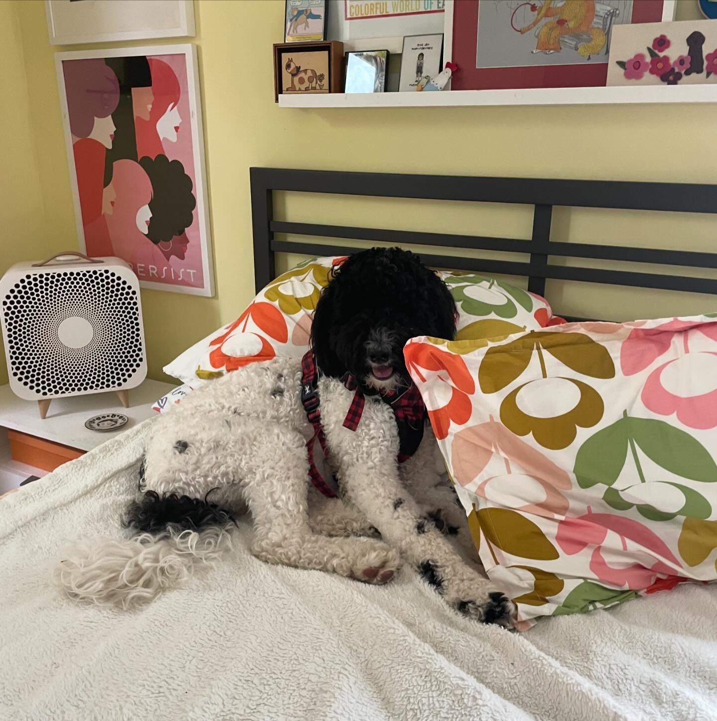 My favorite goofy wrecking ball 💥is here for the day. She&rsquo;s made herself right at home - as she does. Even goofy 😜 girl Willow is liking my new mattress. It&rsquo;s a good mattress. 😊👍🏻🐩🐕&zwj;🦺🤍🖤🐄 #labradoodlesofinstagram #petsitters