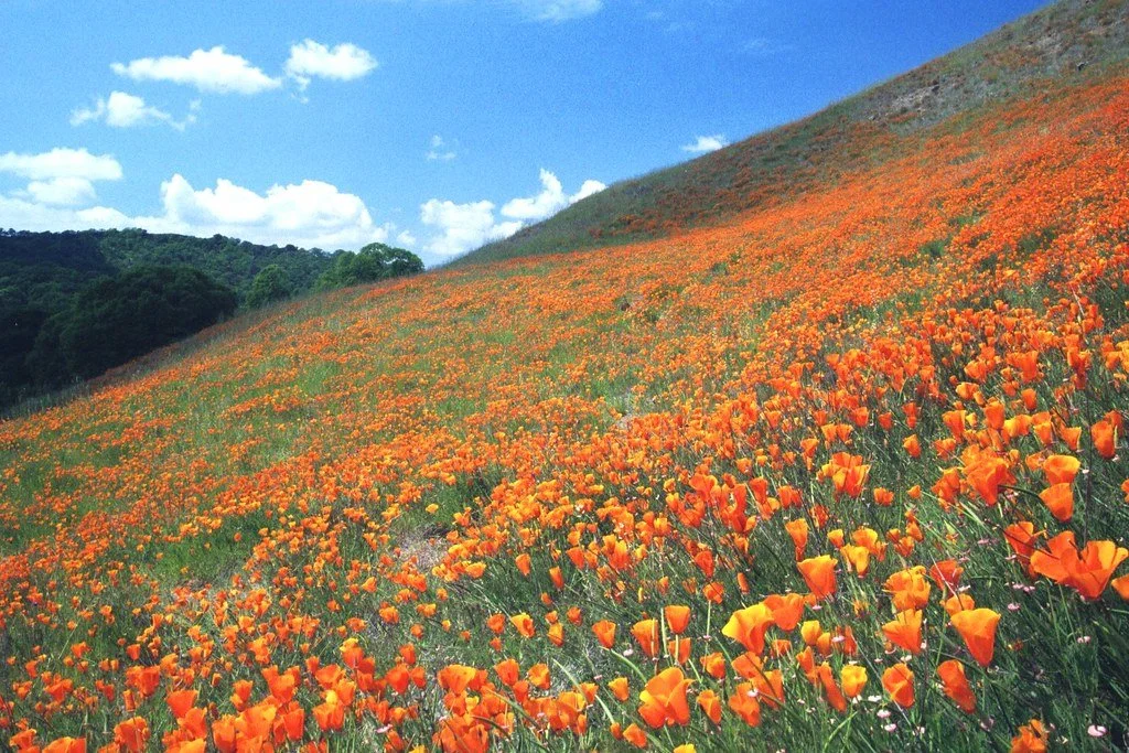 SUPER BLOOM : Blossom into your own nature