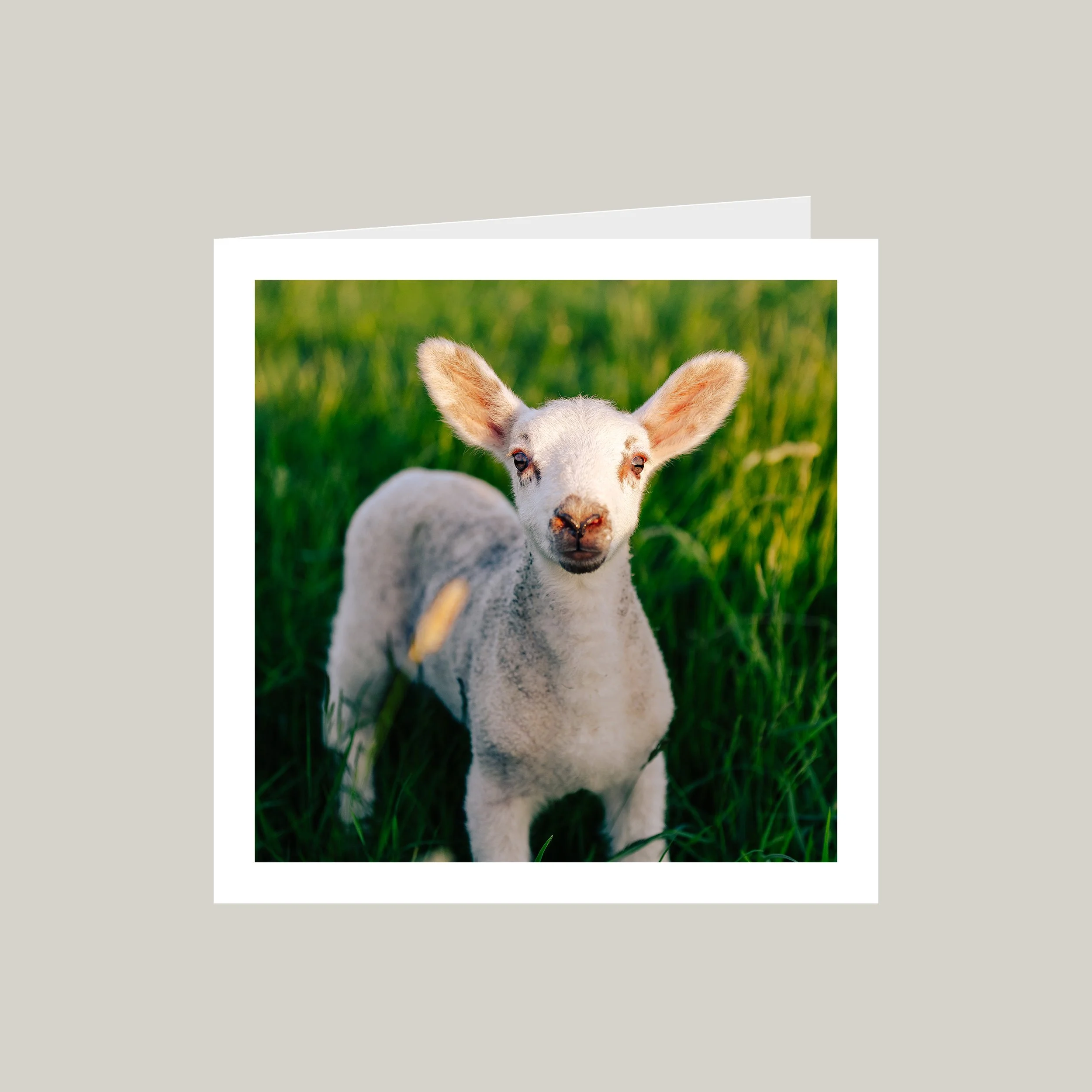 I'm All Ears - Greetings Card.jpg