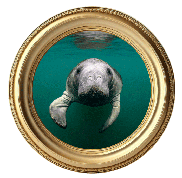 A framed front view picture of a manatee swimming in a dark teal body of water.